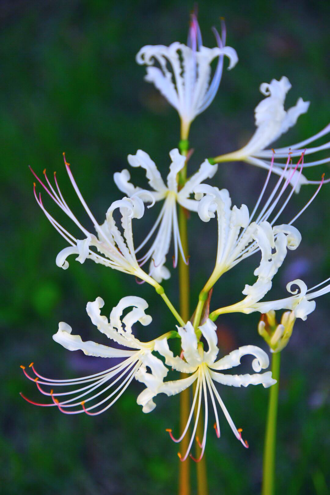 白色彼岸花曼陀罗天堂之花_新浪看点