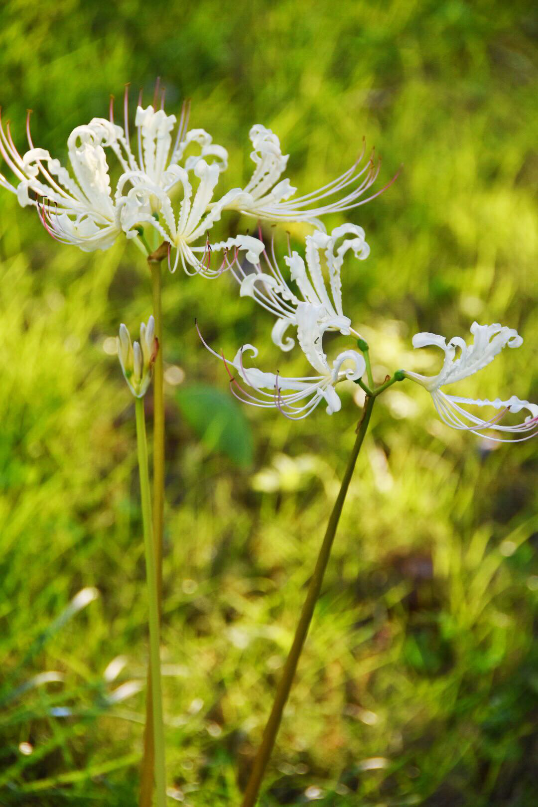 白色彼岸花曼陀罗天堂之花_新浪看点