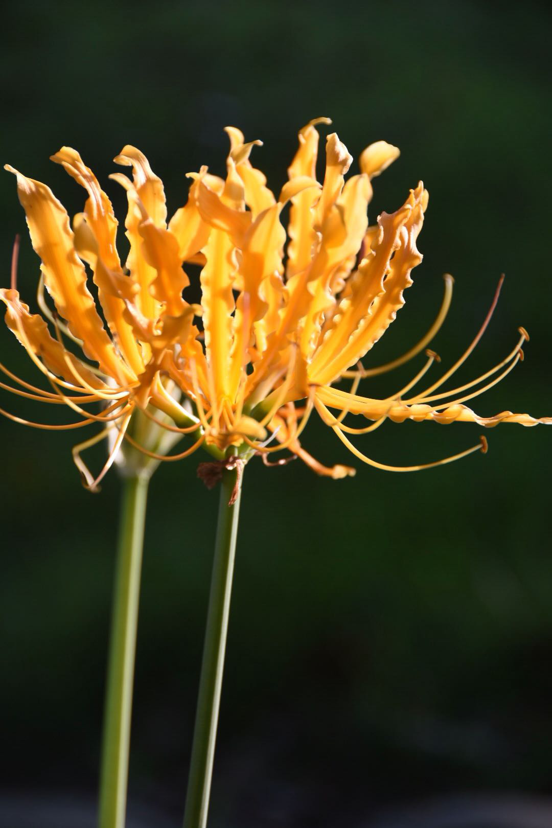 【黄色彼岸花】彼岸花开泛金光,天堂地狱一念间