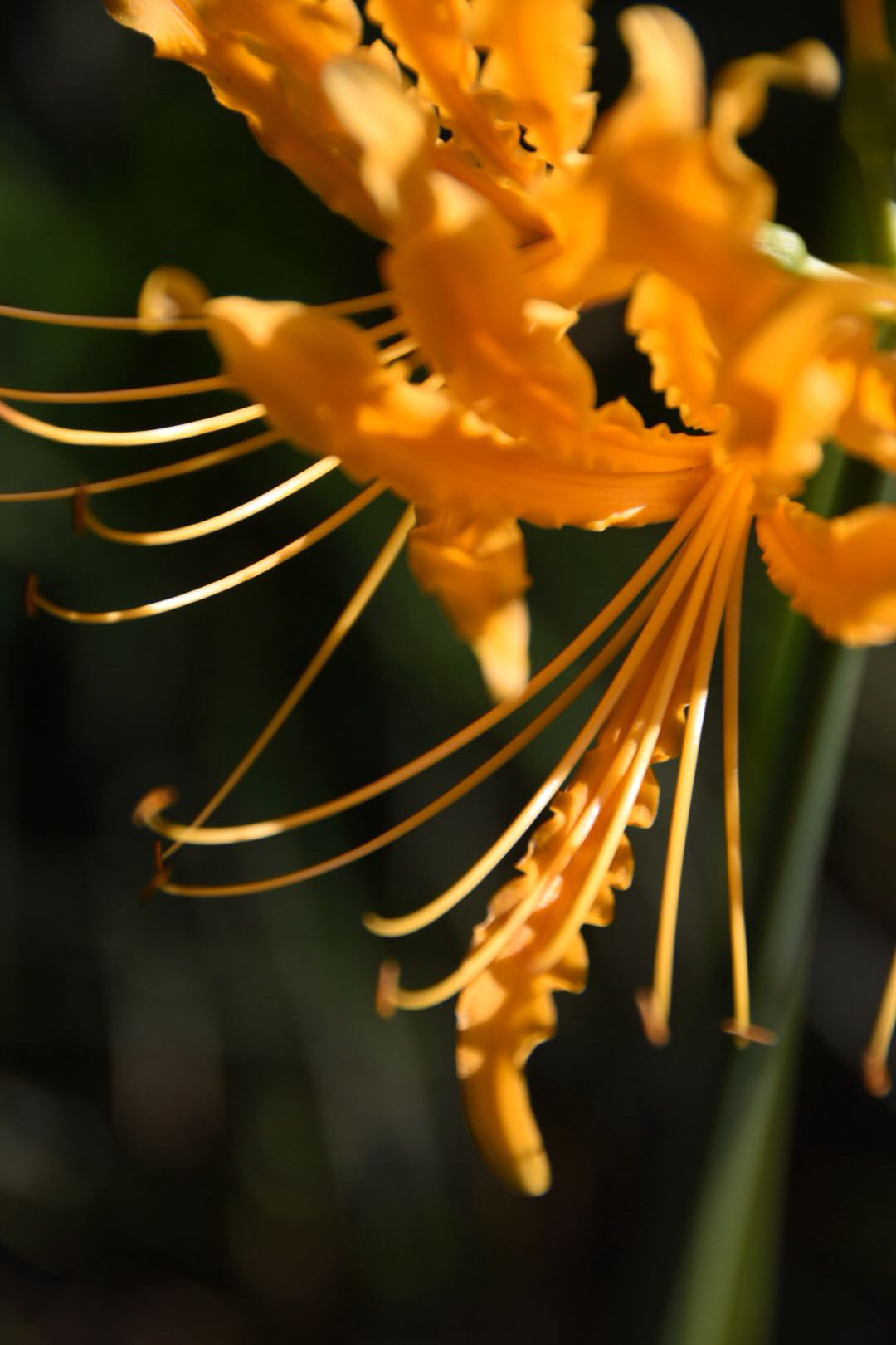 黄色彼岸花彼岸花开泛金光天堂地狱一念间