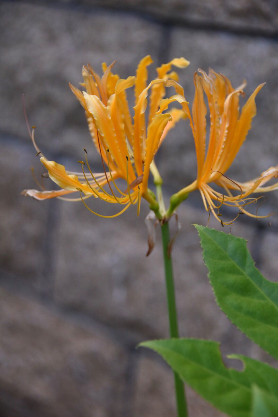 黄色彼岸花彼岸花开泛金光天堂地狱一念间