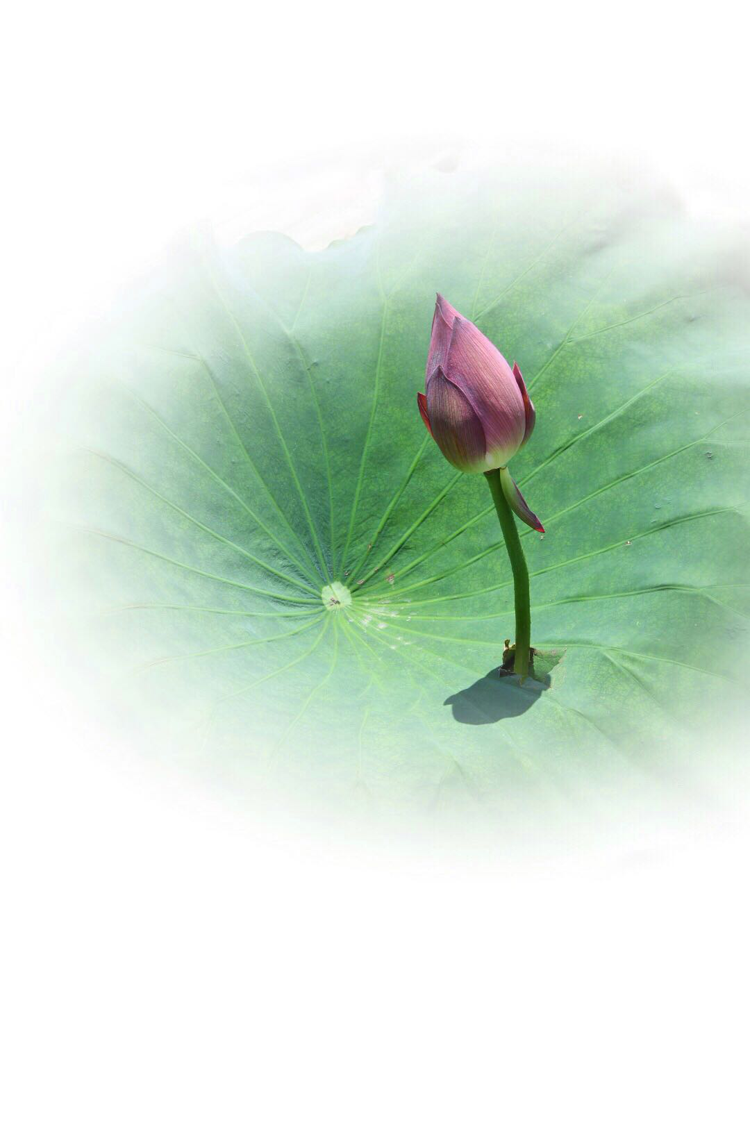 莲之智慧,因无所住而生其心|心莲_新浪新闻