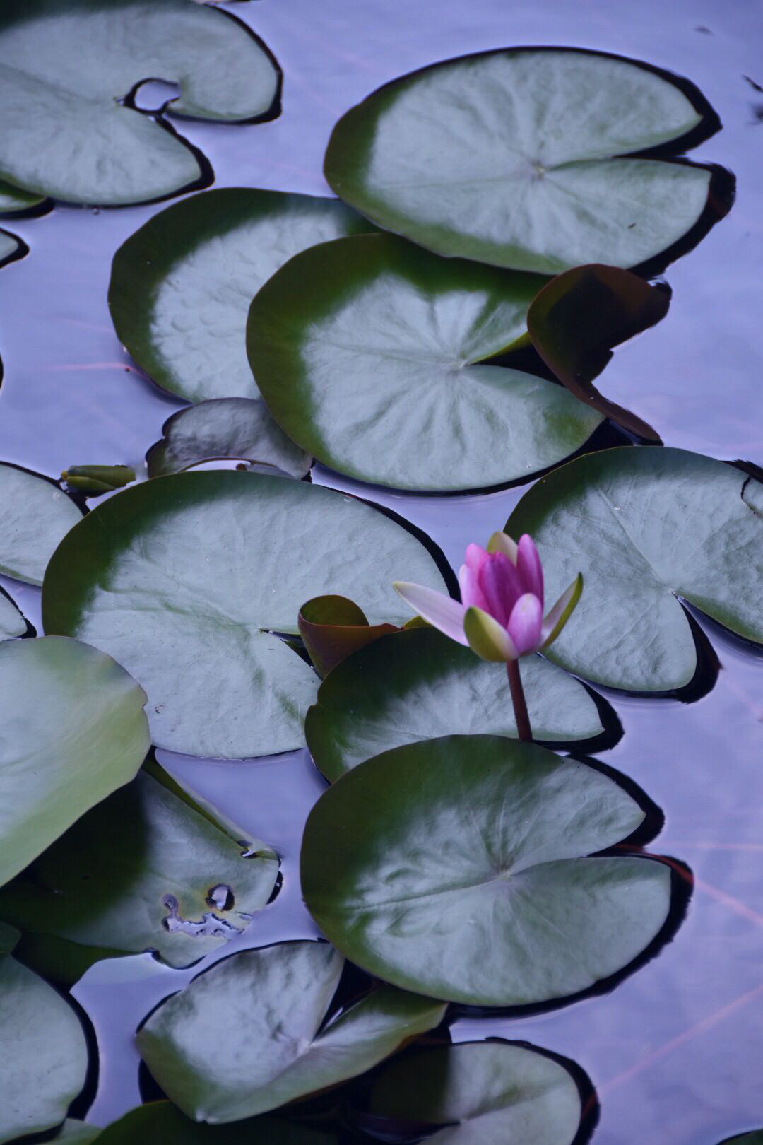 【睡莲.叶】花美叶也美,叶子也有花的四季