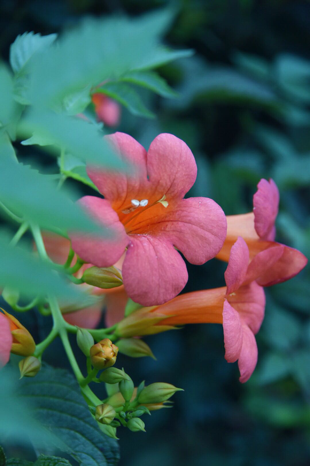 凌霄花披云似有凌云志向日宁无捧日心