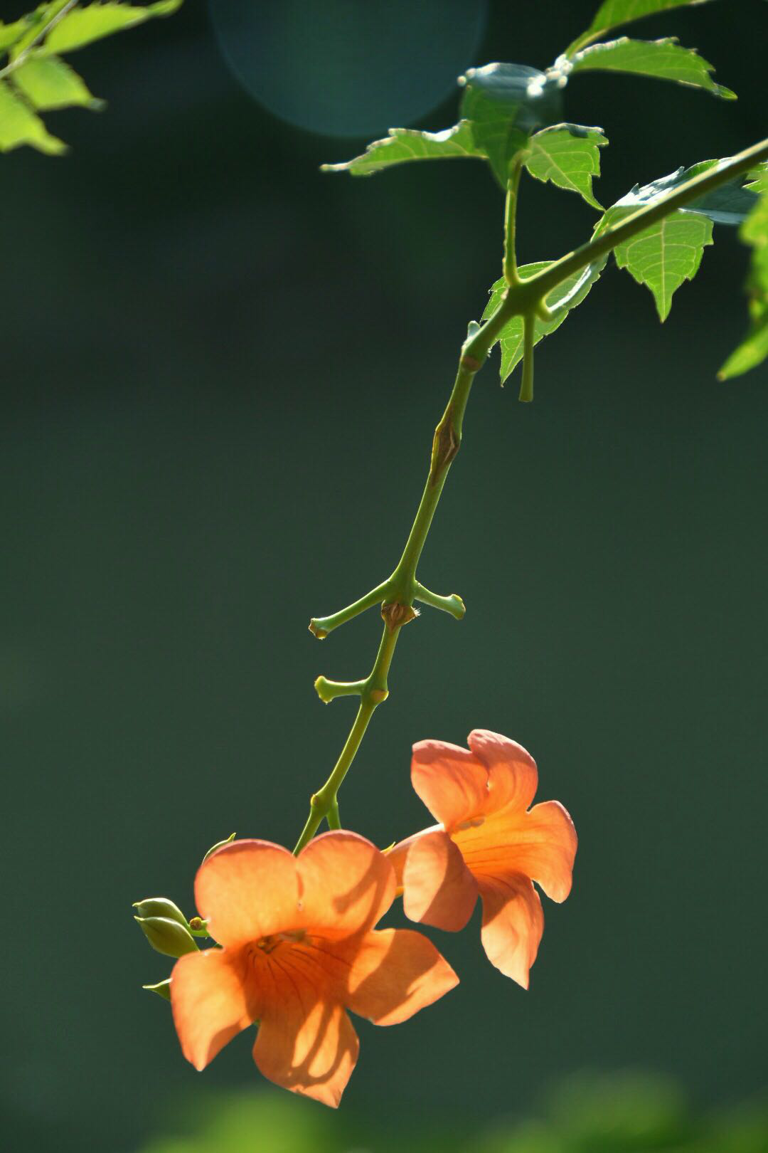 凌霄花披云似有凌云志向日宁无捧日心