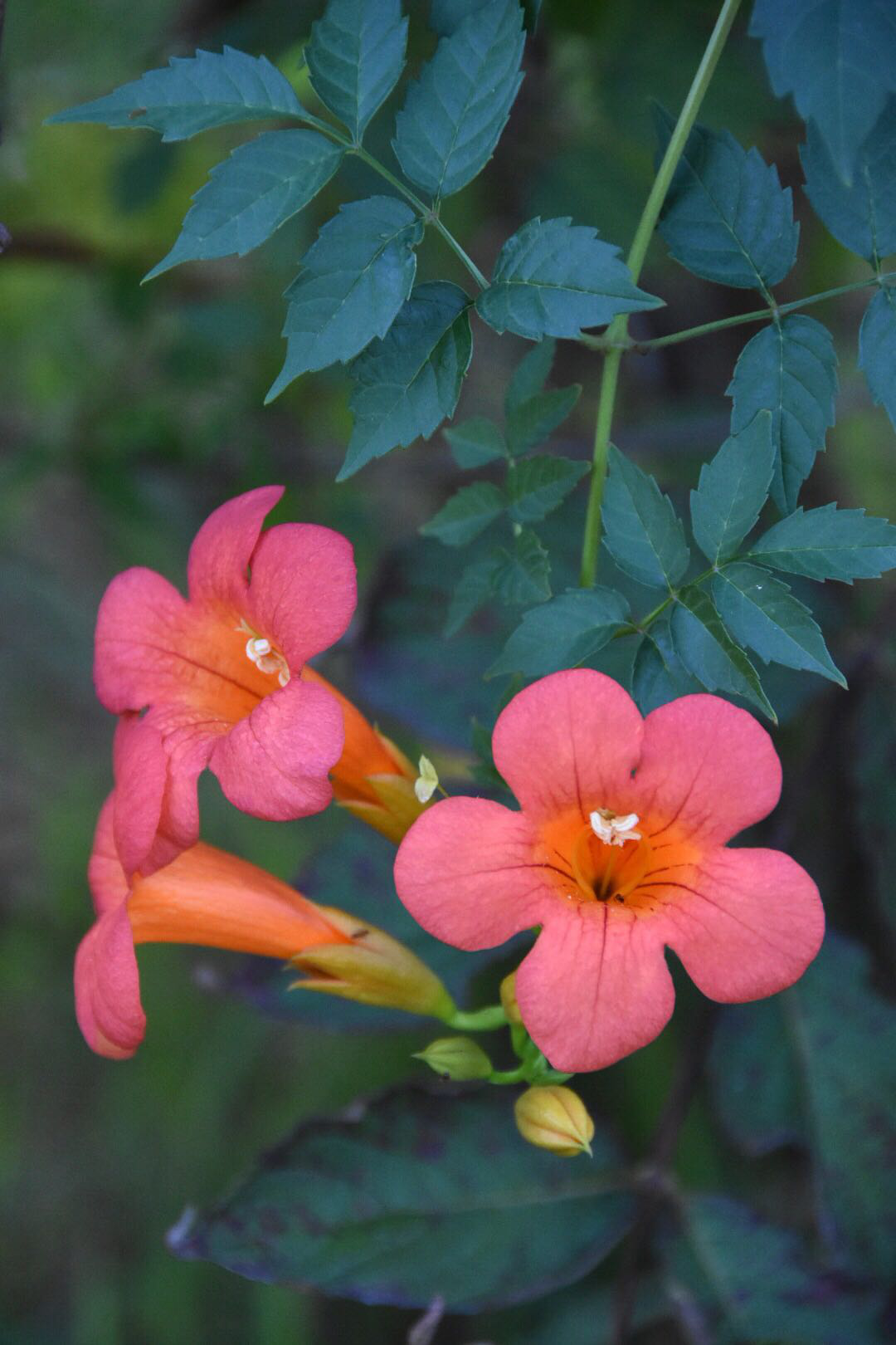 凌霄花披云似有凌云志向日宁无捧日心