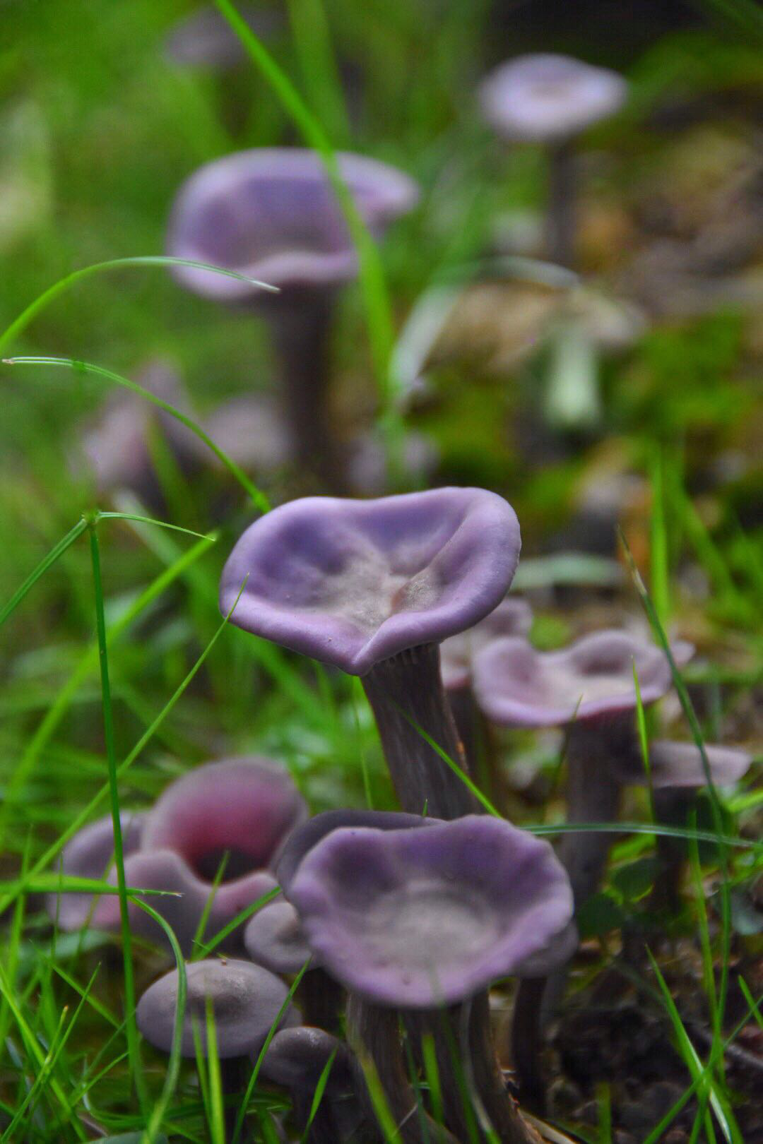 紫色的蘑菇很少见第一次见