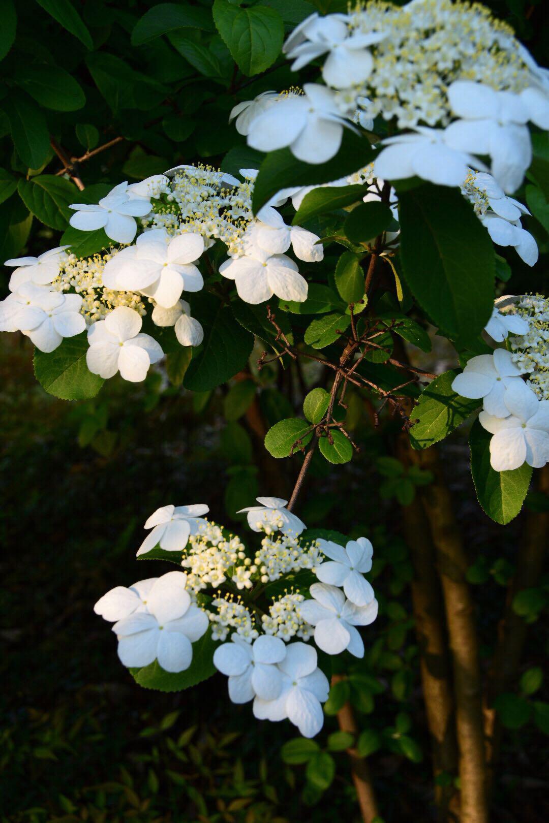 琼花千点真珠擎素蕊一环明月破香葩30图