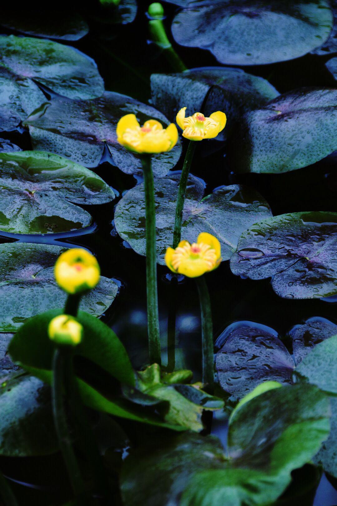 国家||级保护植物,十分稀少的黄金莲(萍蓬草/原
