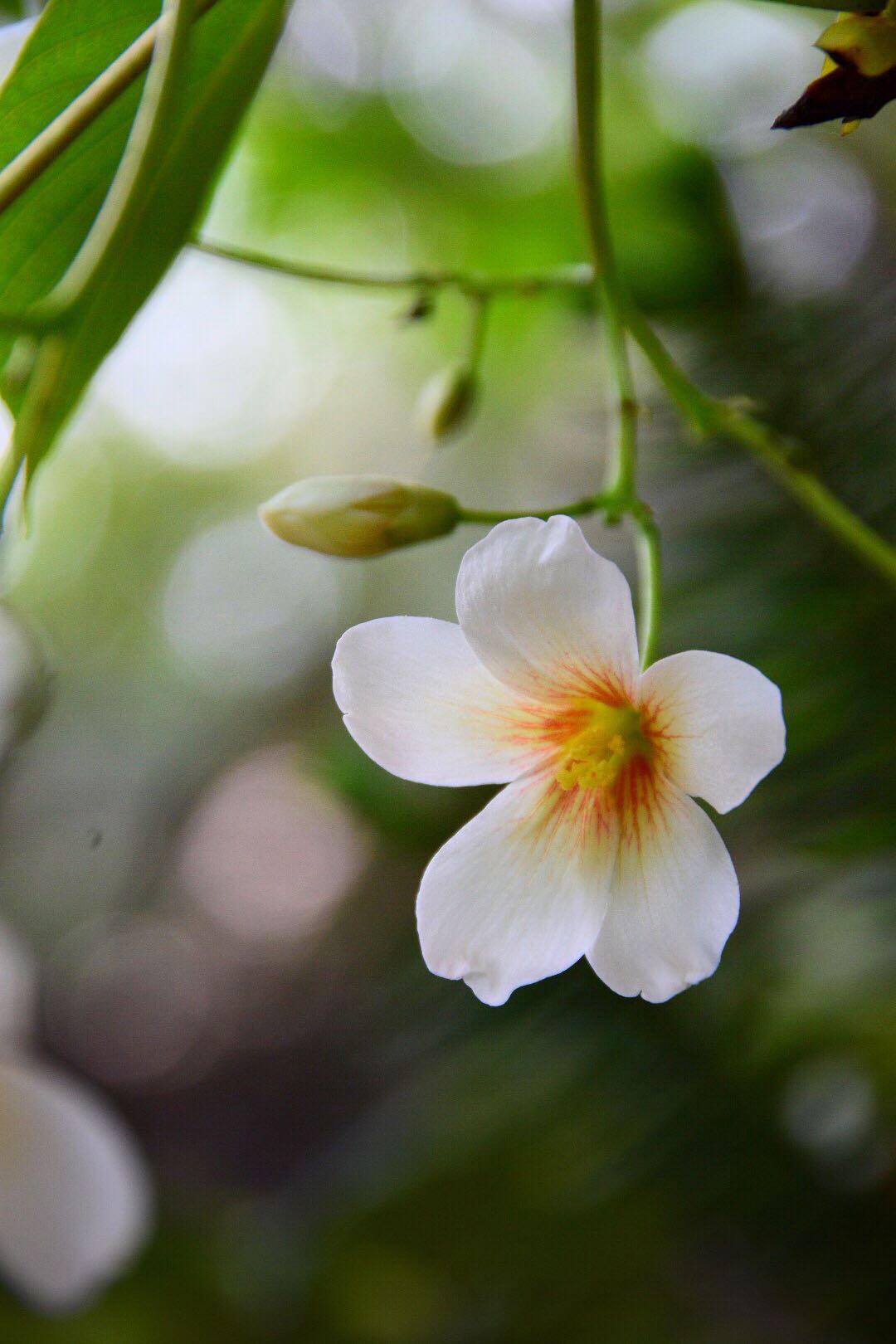 白者含秀色 粲如凝瑶华 被称为五月雪的油桐花 白者含秀色 粲如凝瑶华 被称为五月雪的油桐花