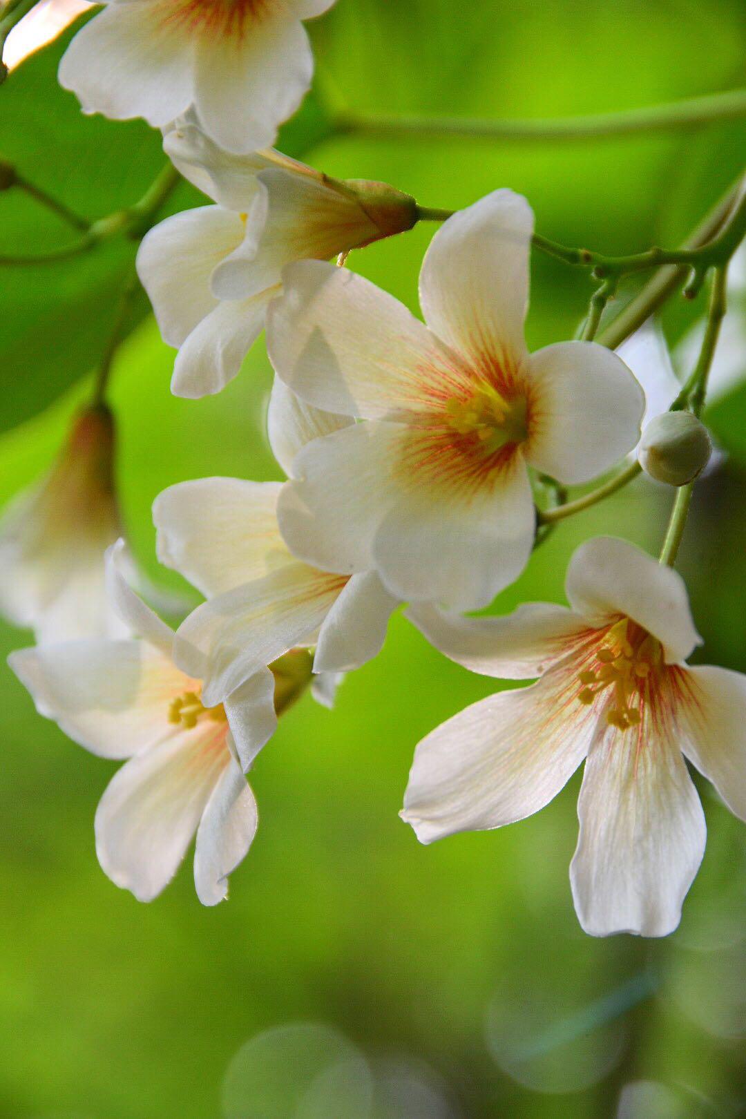"白者含秀色,粲如凝瑶华"被称为五月雪的油桐花花语情窦初开,因感情