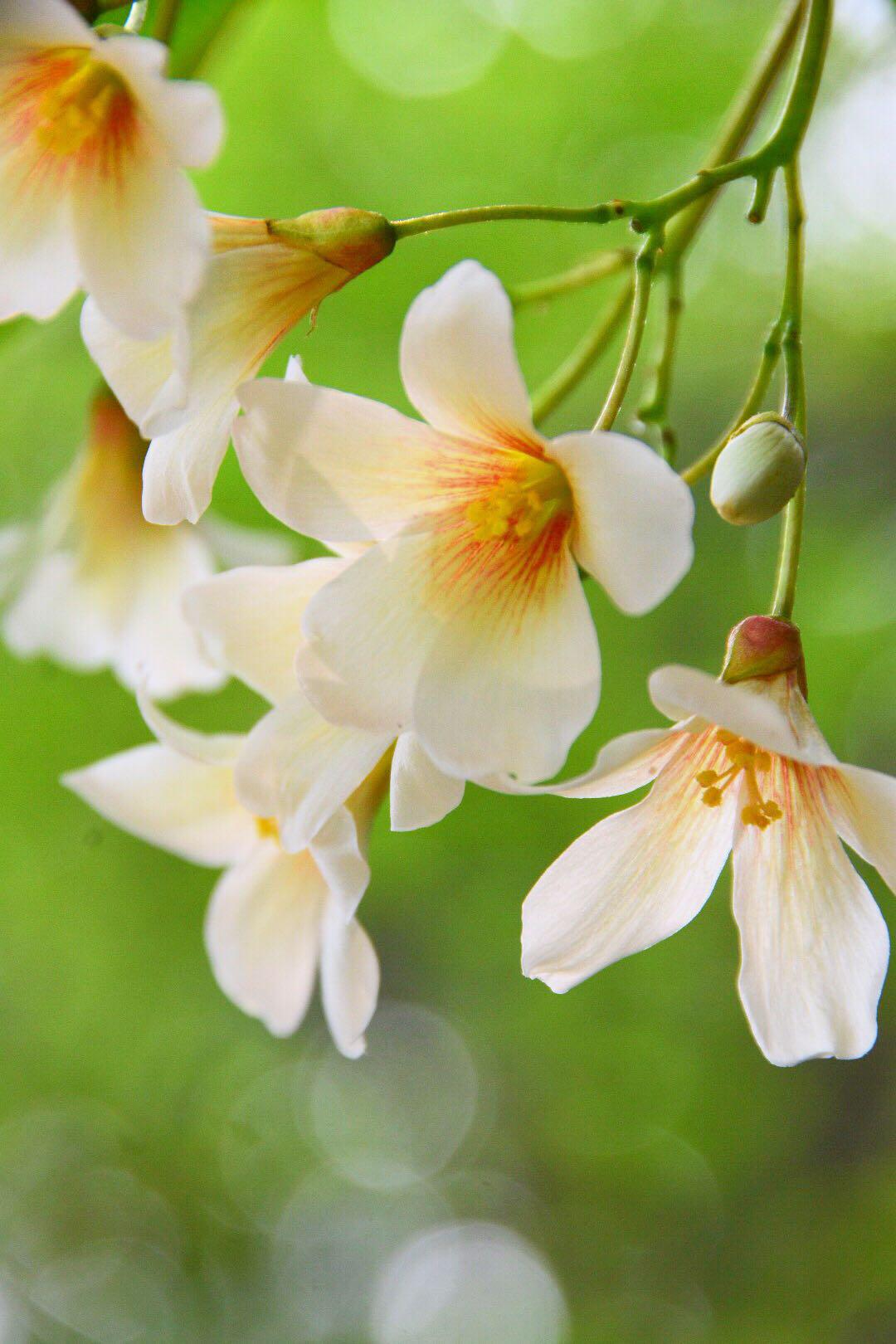 白者含秀色 粲如凝瑶华 被称为五月雪的油桐花 白者含秀色 粲如凝瑶华 被称为五月雪的油桐花