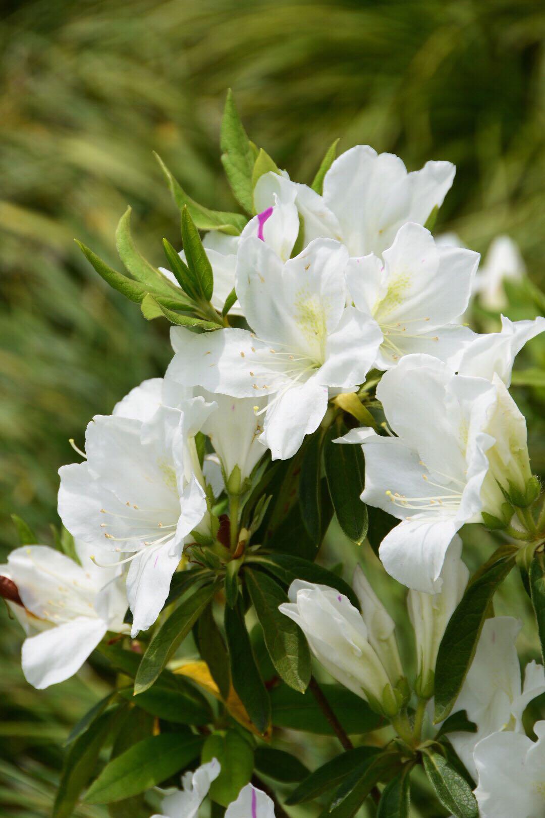 杜鹃花季映山红淡雅的白杜鹃却给你别样的清新