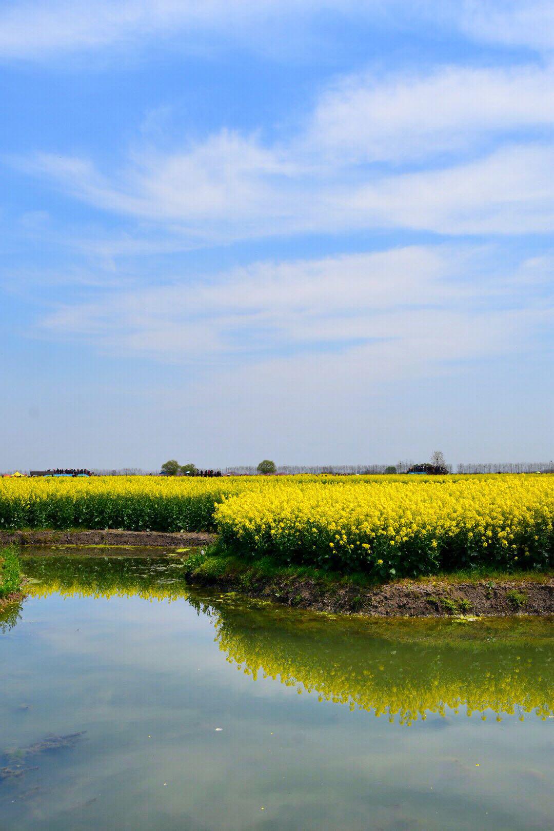 全球四大花海之一新化千垛油菜花海(原创)|油菜花海|新化|花海_新浪网