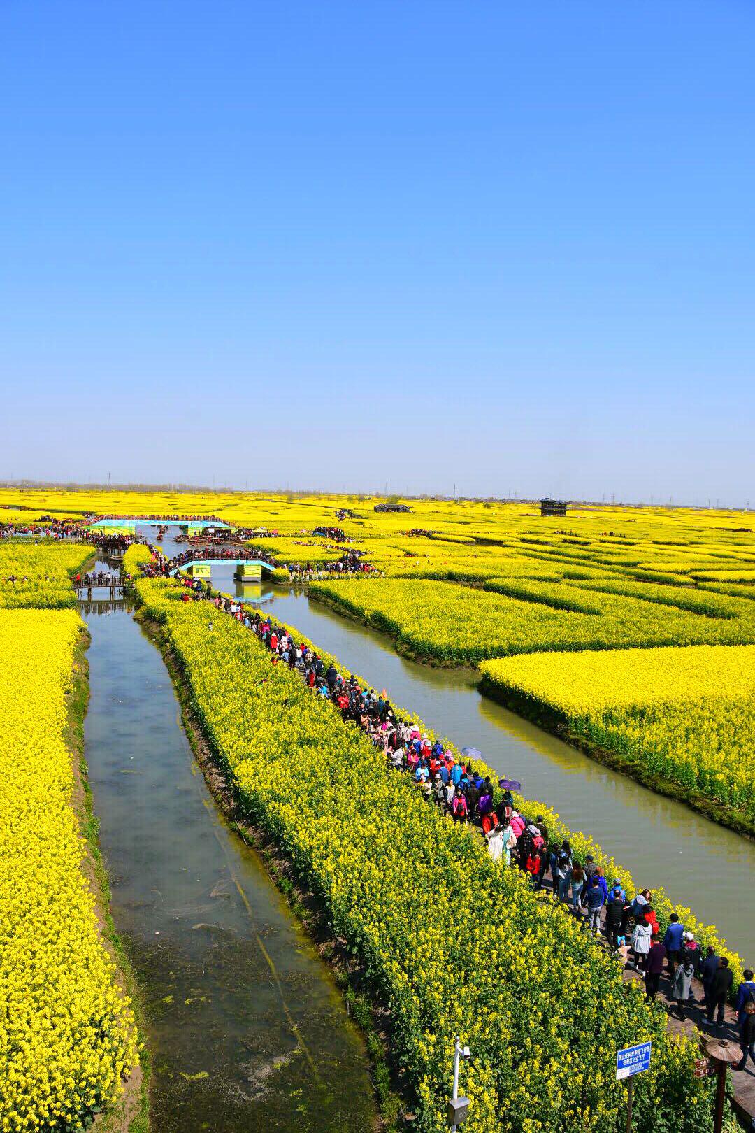 全球四大花海之一新化千垛油菜花海(原创)