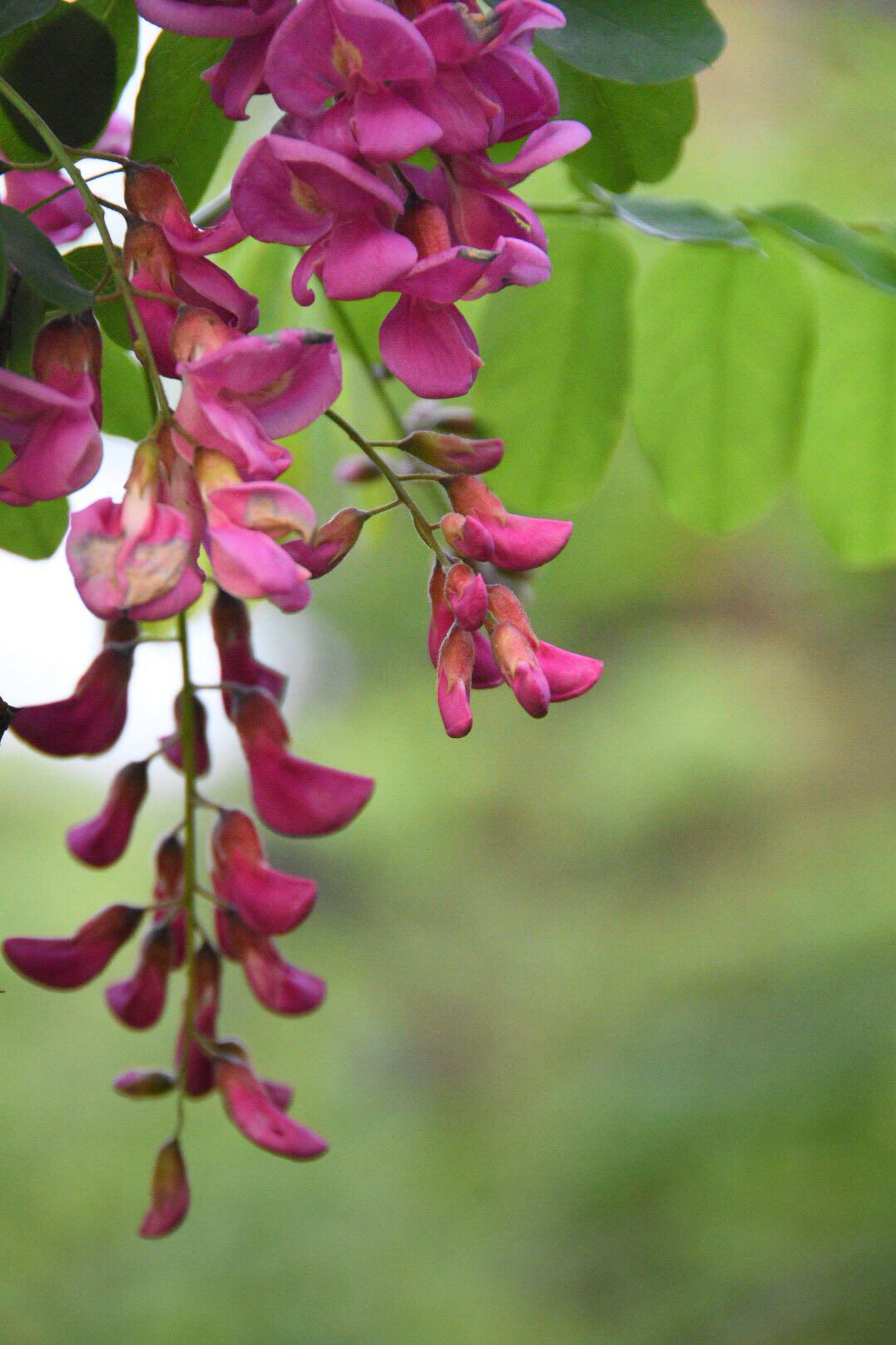 漂亮的红花洋槐19图原创