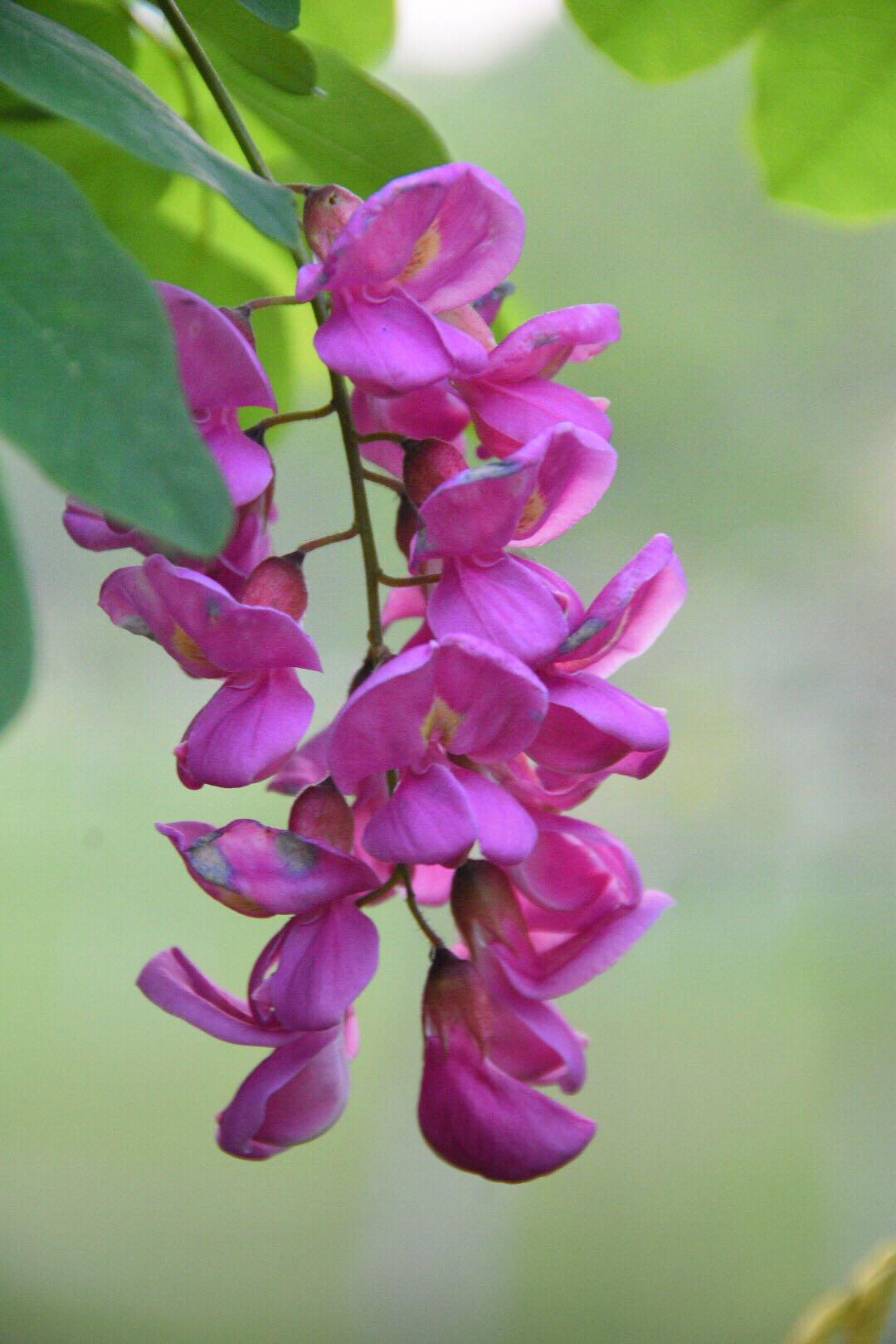 漂亮的红花洋槐19图原创