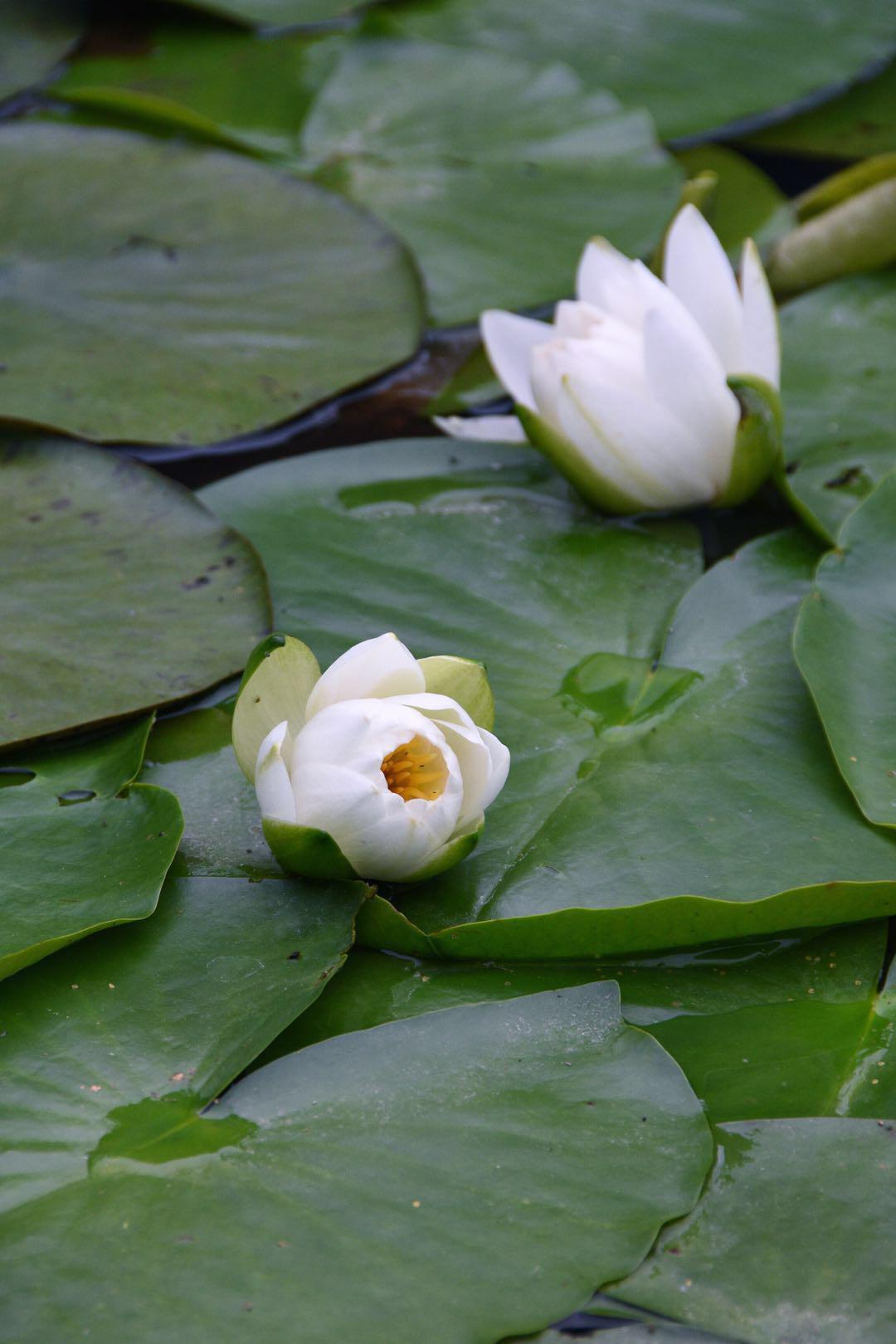 "飘忽若神,凌波微步"白睡莲(原创"