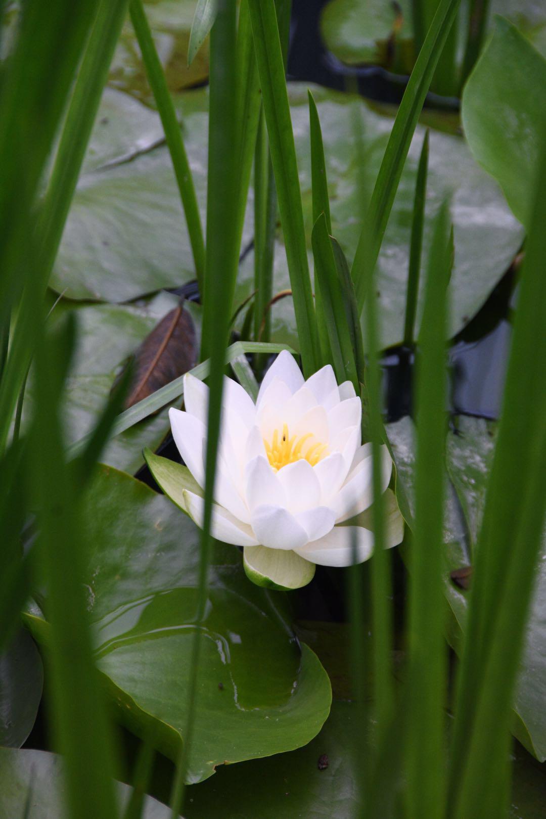 "飘忽若神,凌波微步"白睡莲(原创"