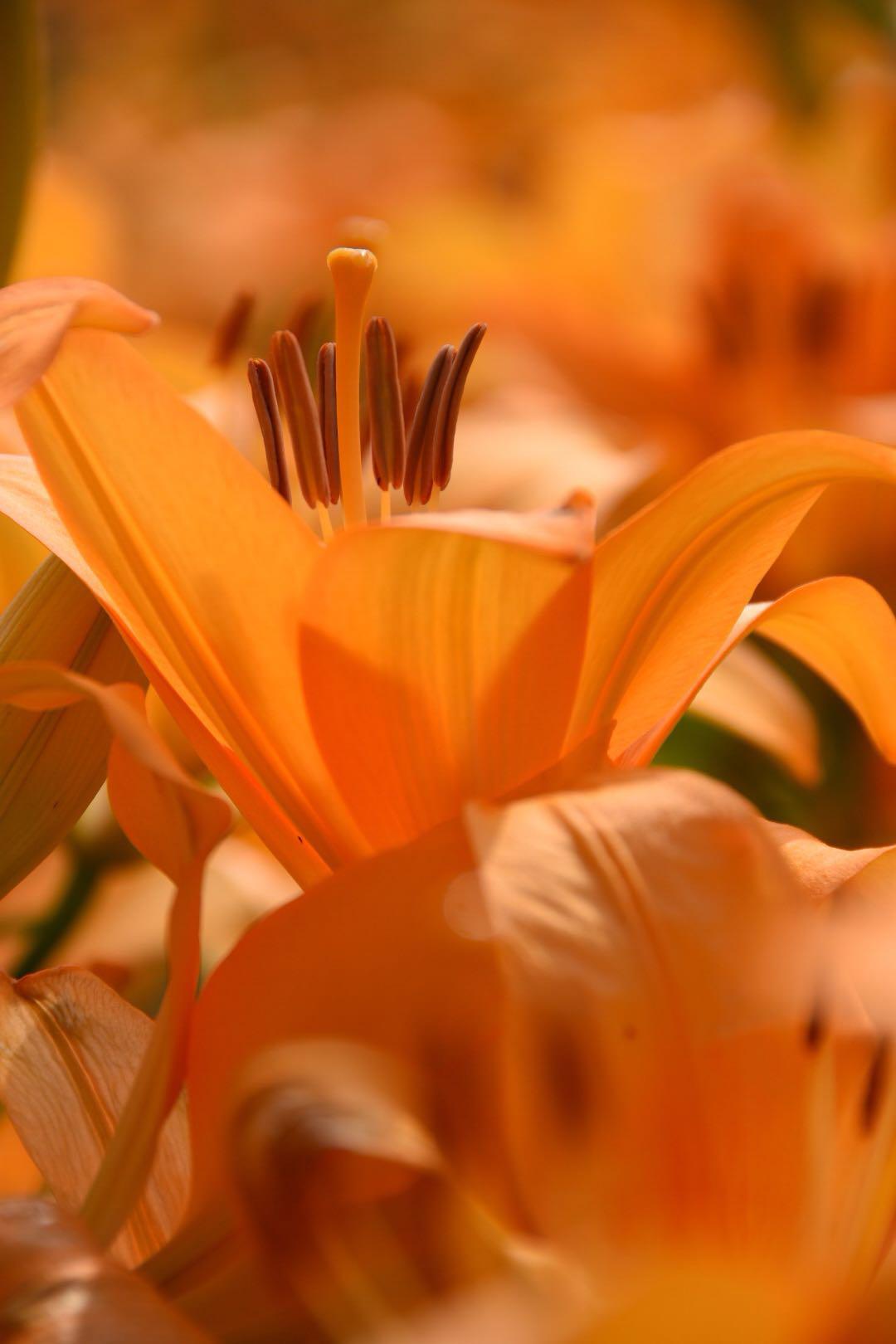 少见的橘红色百合