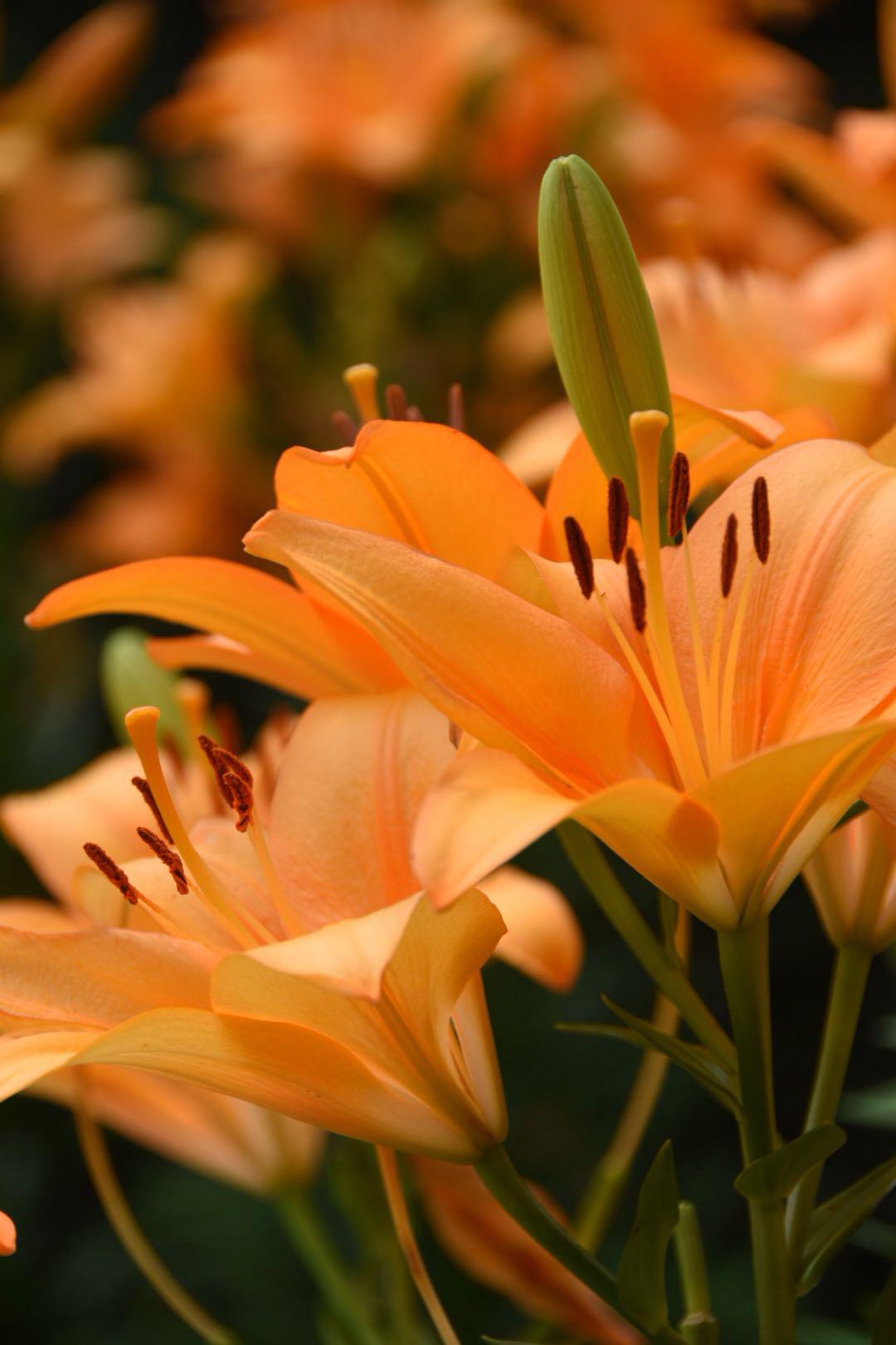 少见的橘红色百合