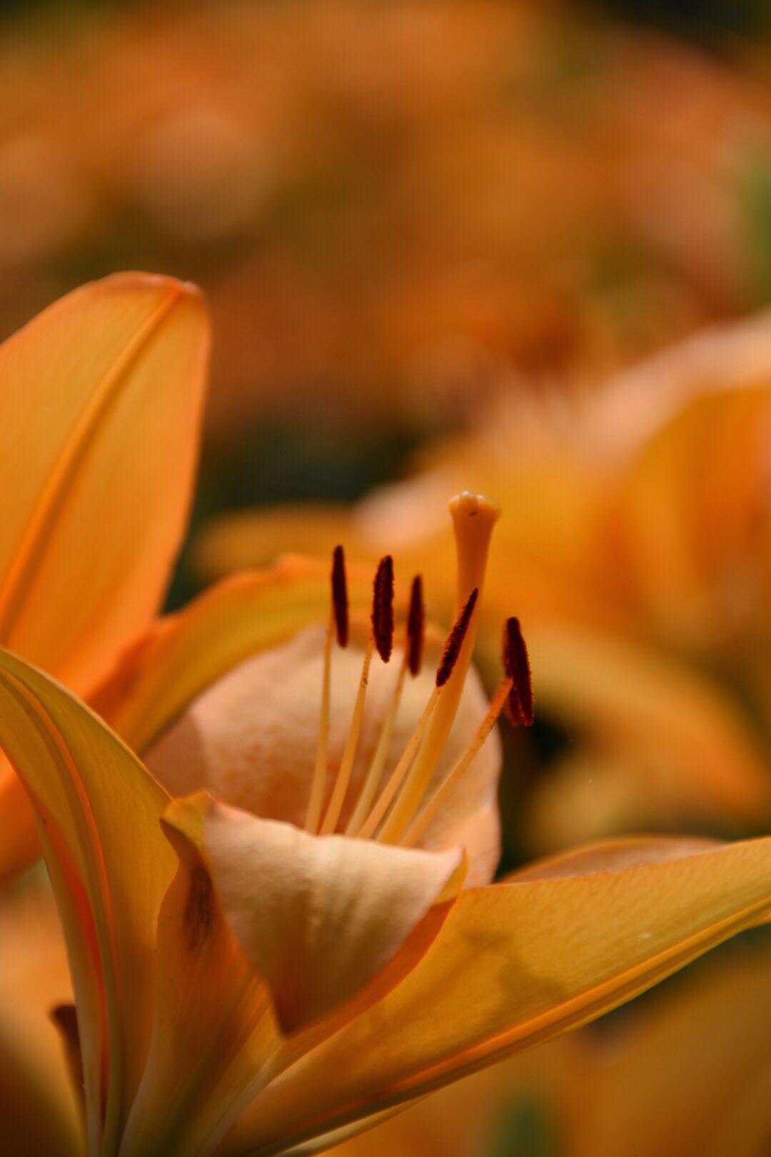 少见的橘红色百合