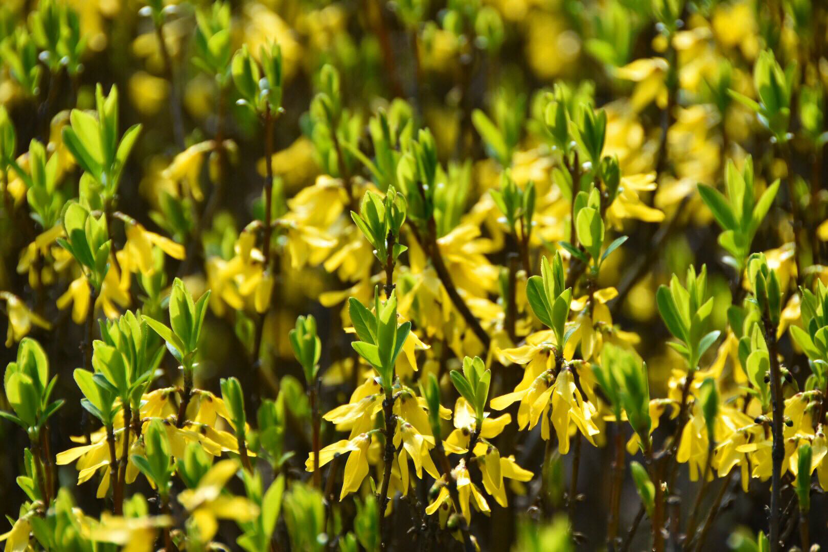 清热解毒散结消肿的连翘