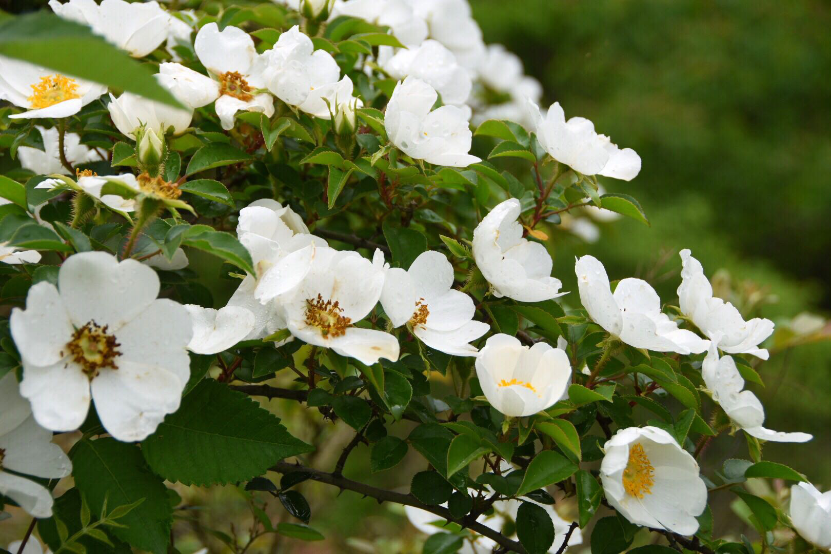 金樱子又名山樱桃,固精缩尿,固崩止带,涩肠止泻._新浪看点