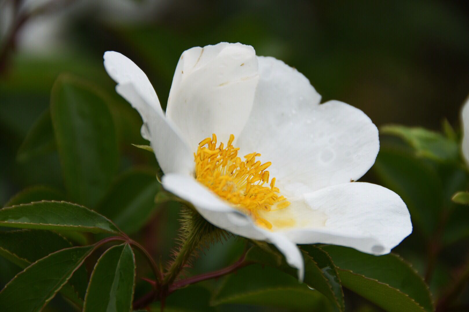 金樱子又名山樱桃,固精缩尿,固崩止带,涩肠止泻.