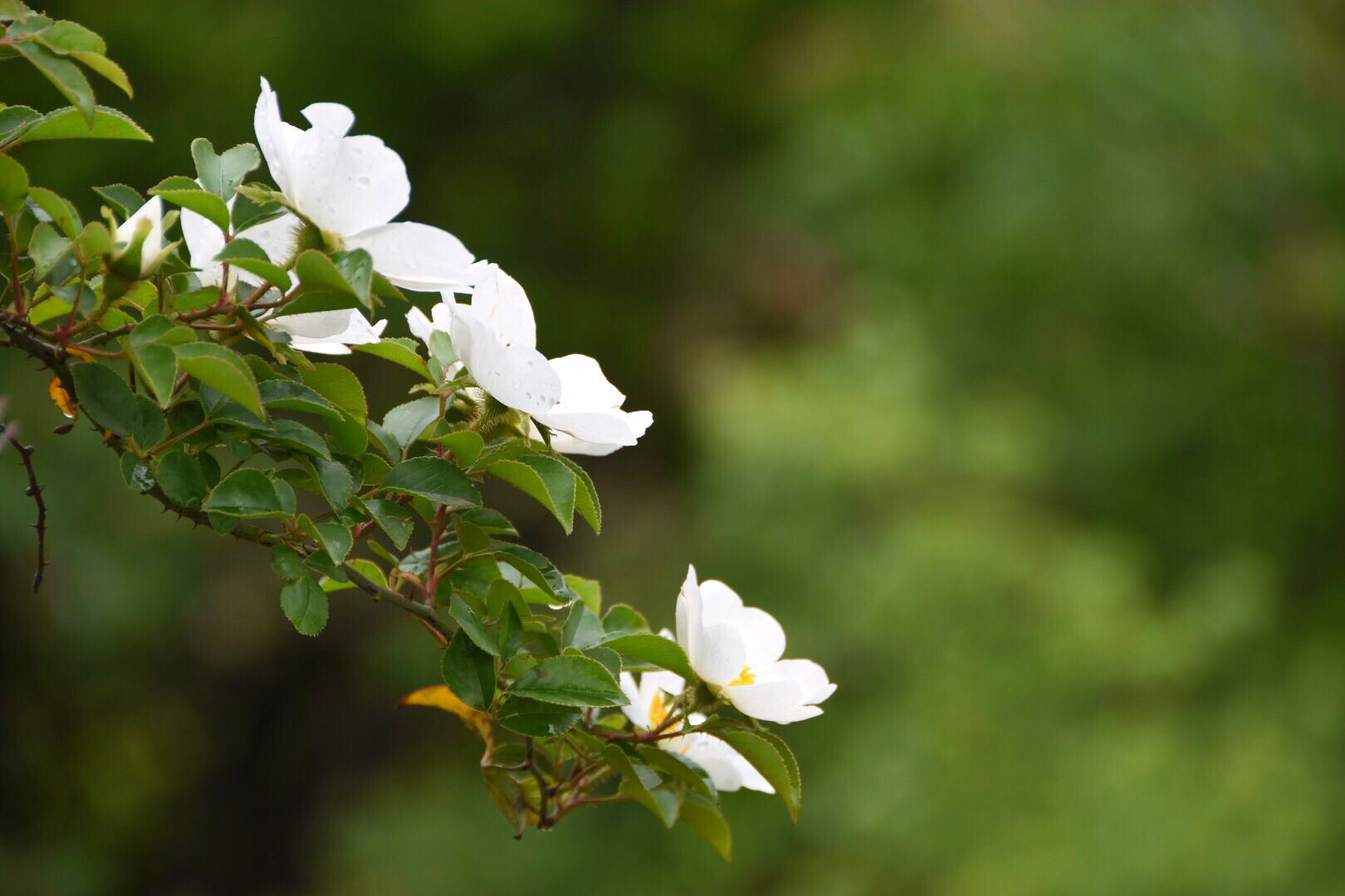 金樱子又名山樱桃,固精缩尿,固崩止带,涩肠止泻._新浪看点