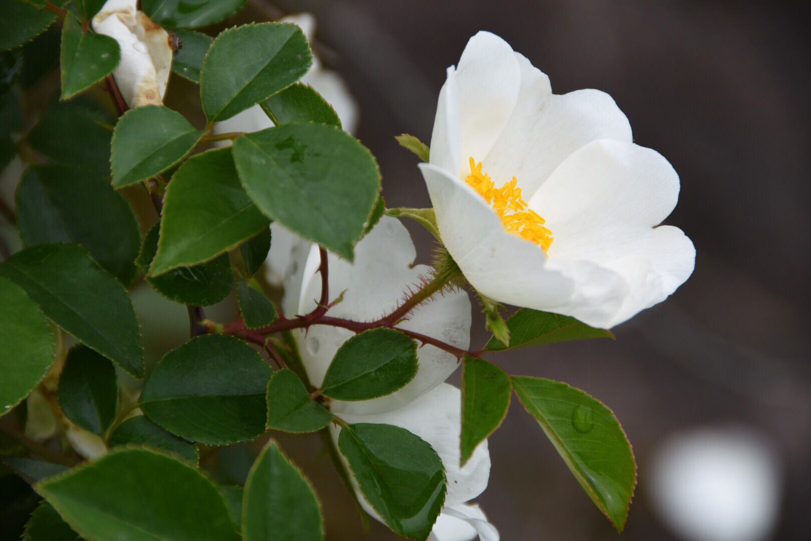 金樱子又名山樱桃,固精缩尿,固崩止带,涩肠止泻.