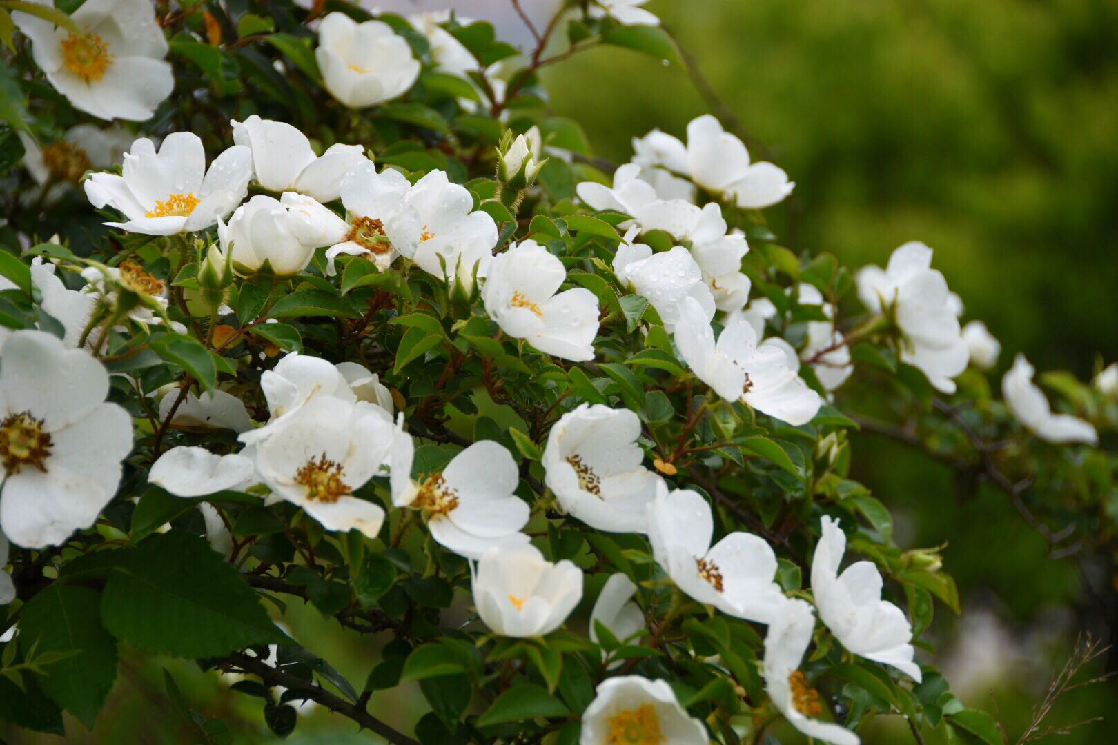 金樱子又名山樱桃,固精缩尿,固崩止带,涩肠止泻.