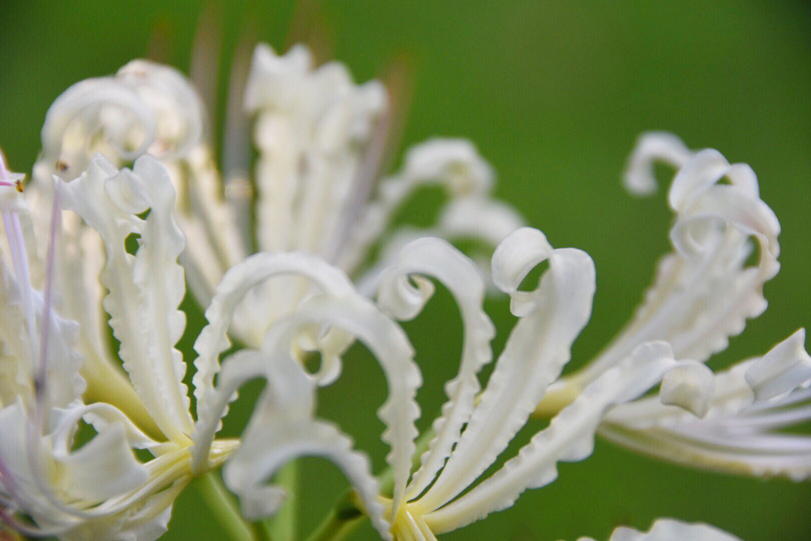 白色彼岸花曼陀罗天堂之花_新浪看点