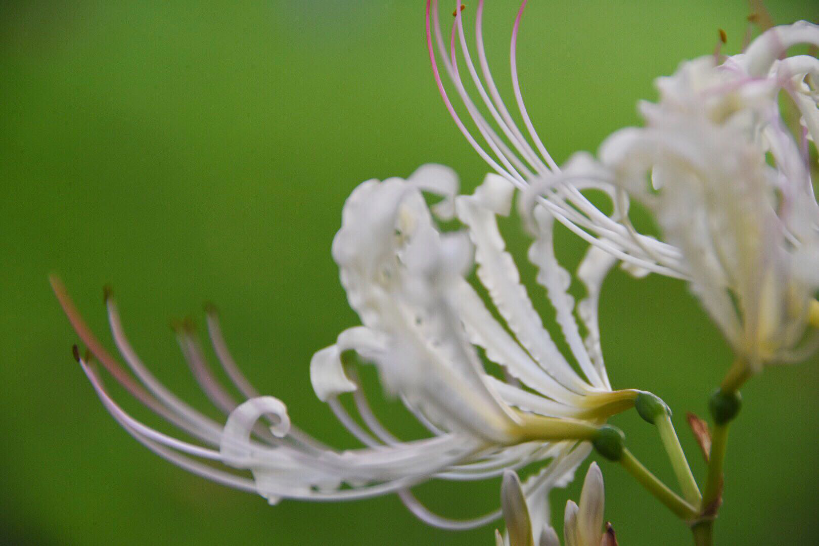白色彼岸花曼陀罗天堂之花_新浪看点