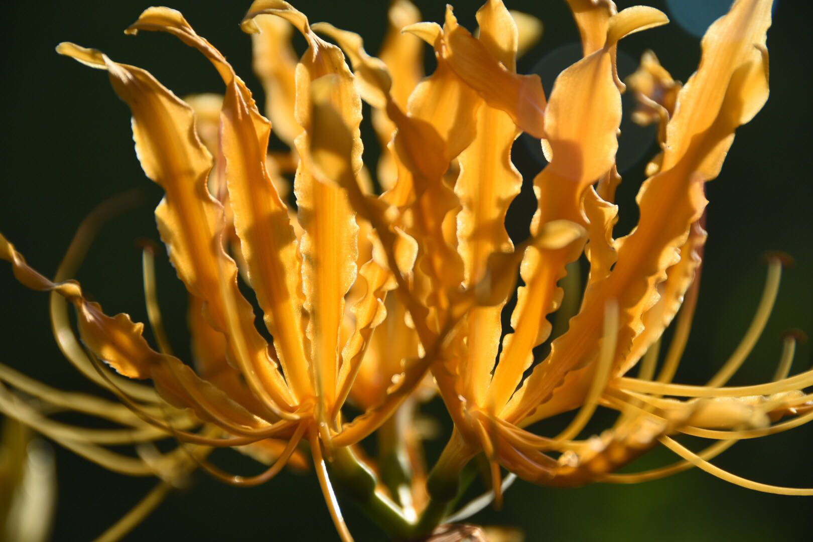 【黄色彼岸花】彼岸花开泛金光,天堂地狱一念间