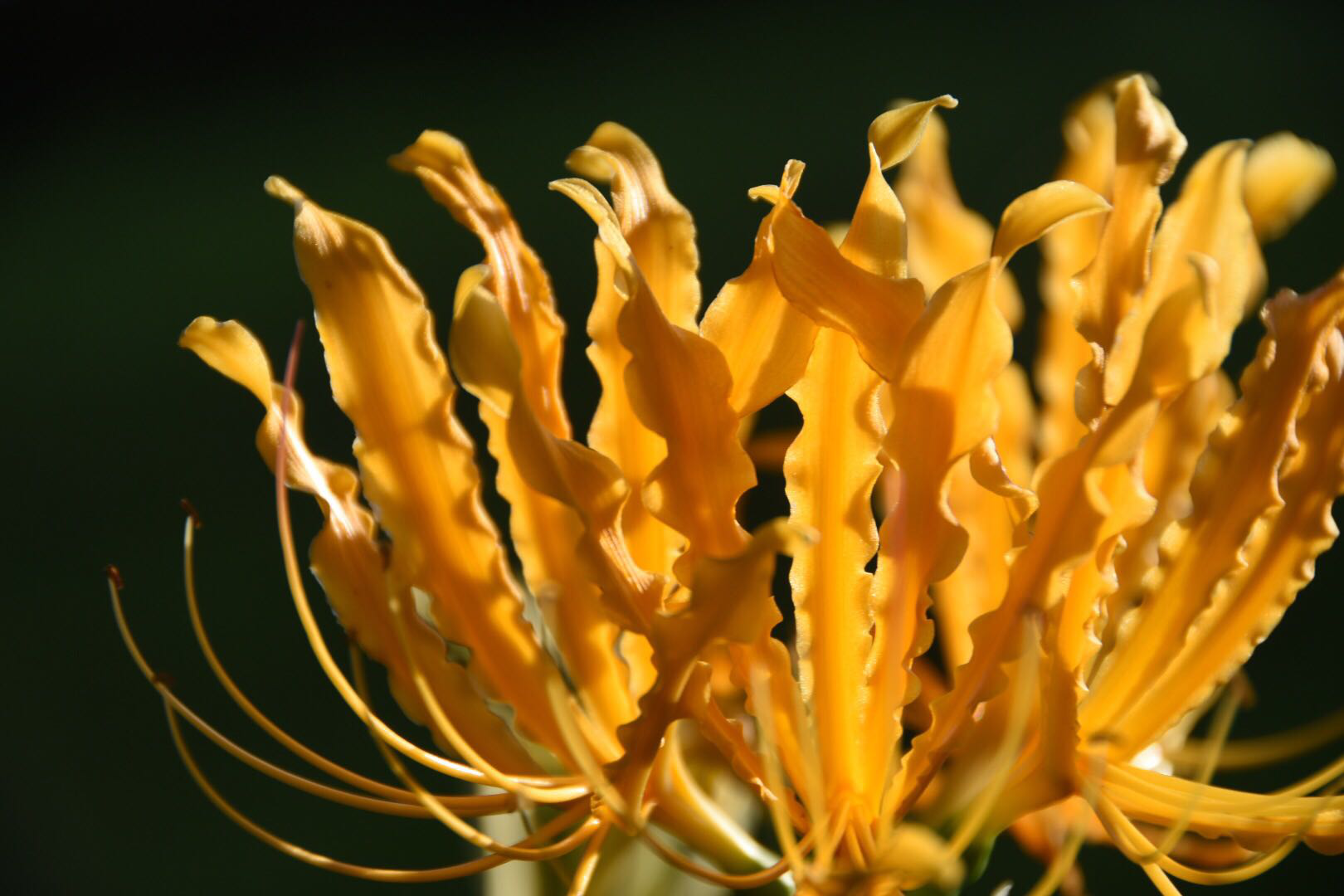 【黄色彼岸花】彼岸花开泛金光,天堂地狱一念间