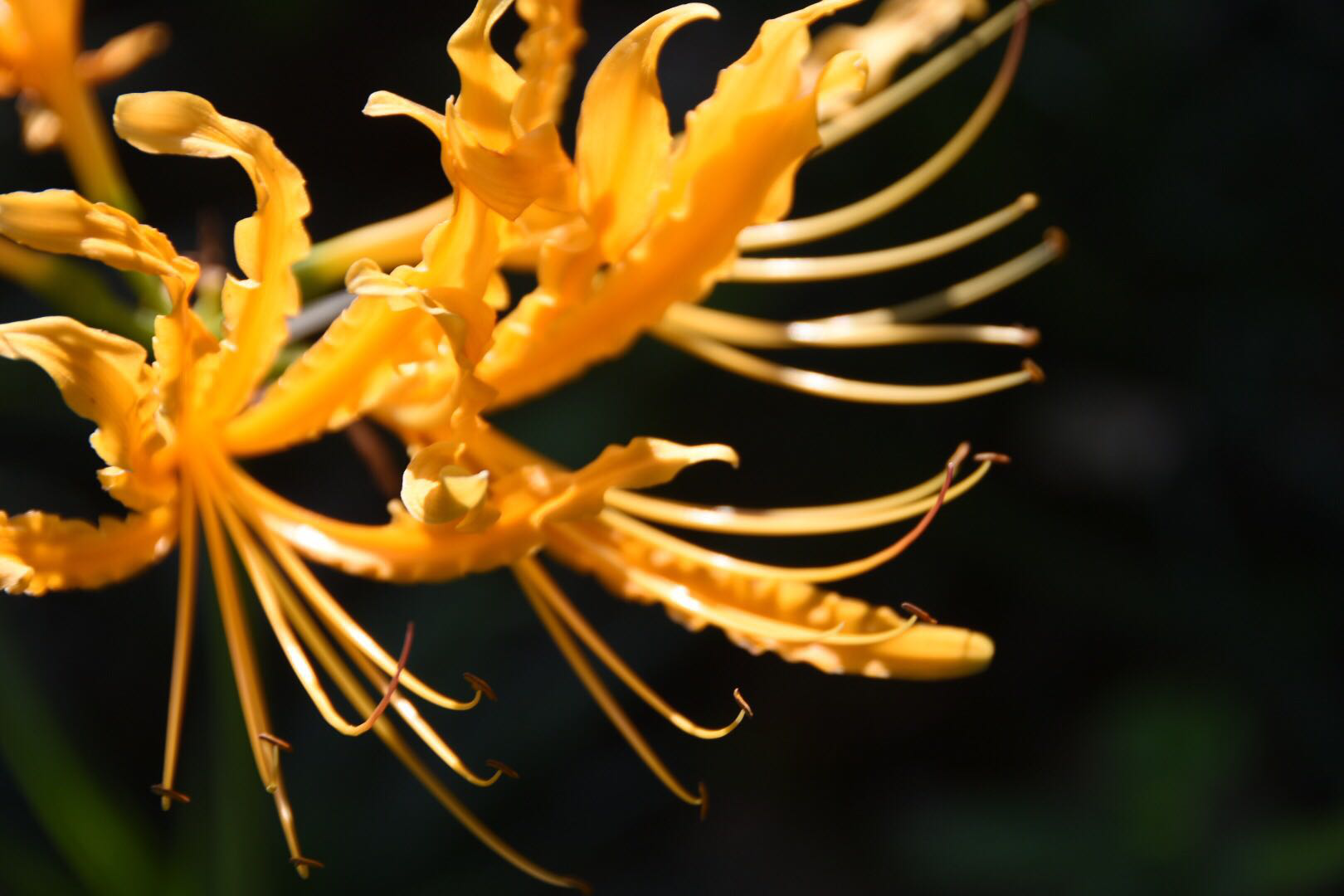 【黄色彼岸花】彼岸花开泛金光,天堂地狱一念间