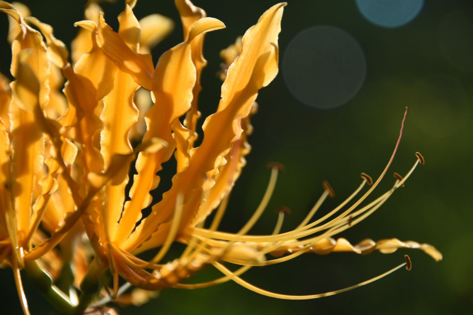 黄色彼岸花彼岸花开泛金光天堂地狱一念间