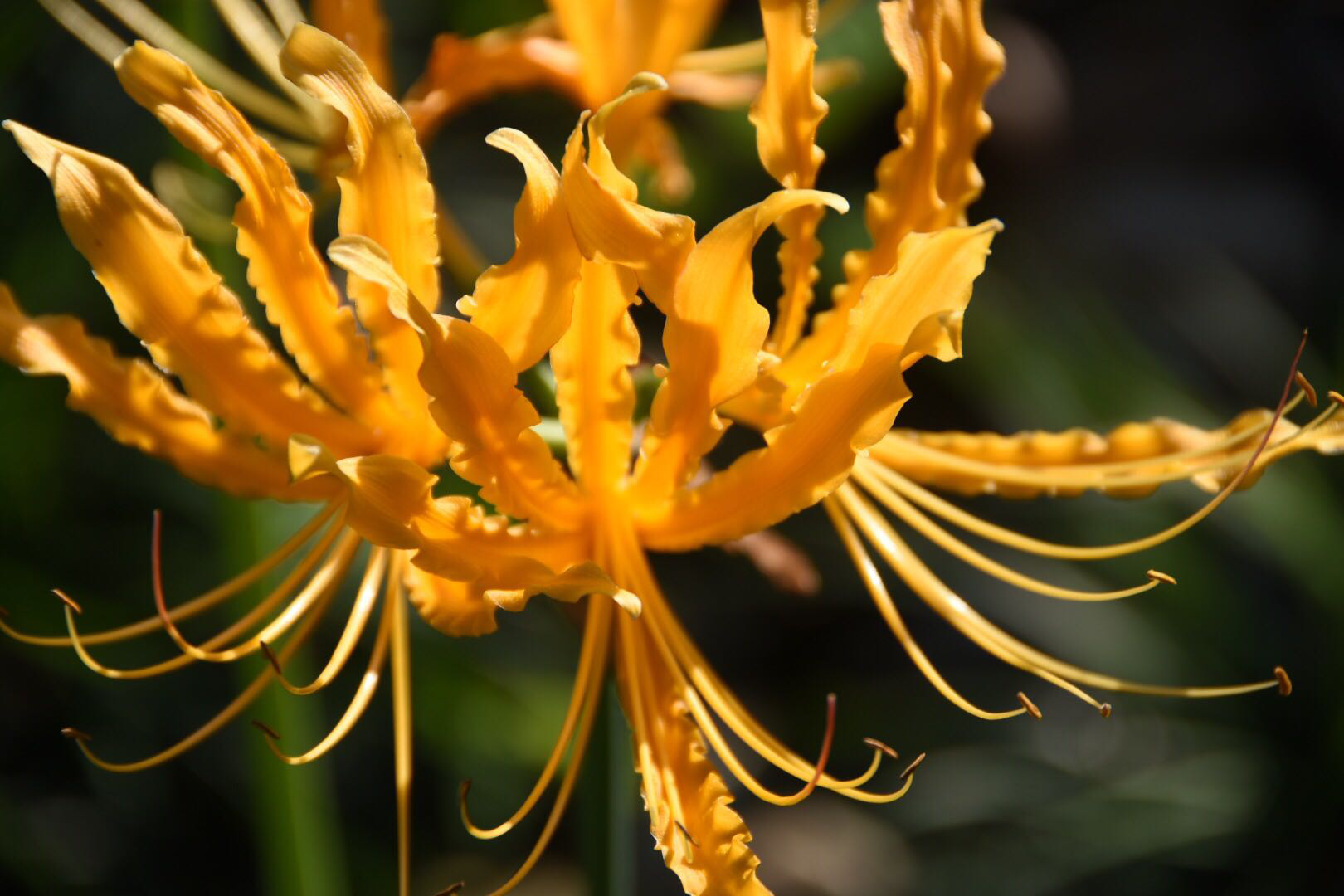 【黄色彼岸花】彼岸花开泛金光,天堂地狱一念间