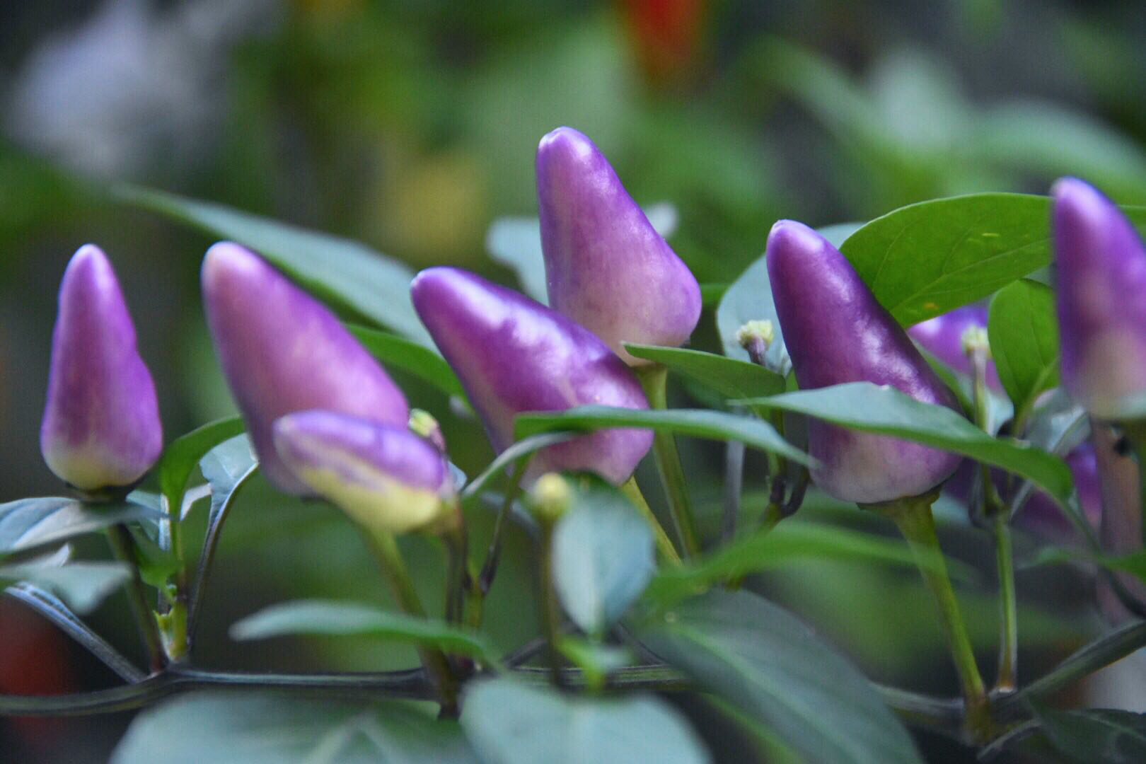 不吃辣误以为朝天椒是茄子