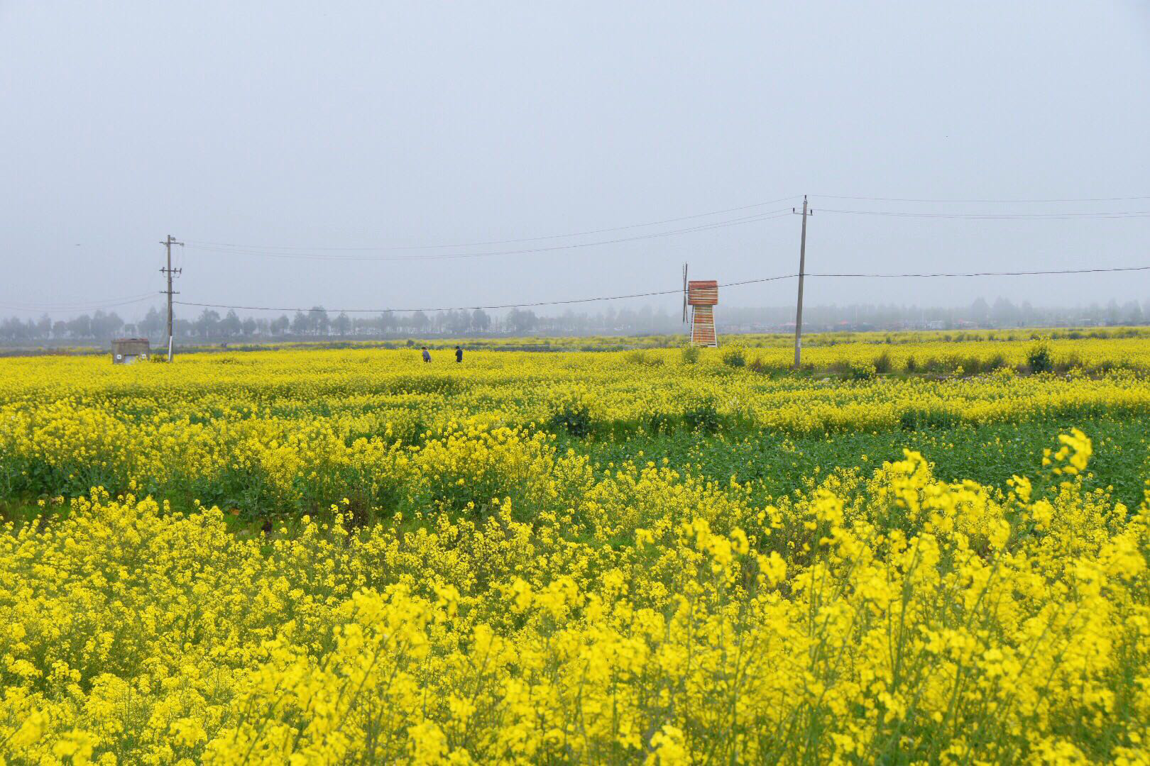 东海塘油菜花】人生恰如三月花,倾我一生一世念