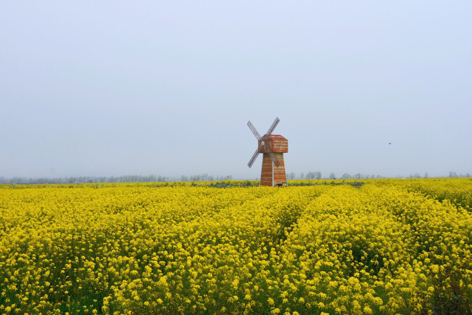 东海塘油菜花】人生恰如三月花,倾我一生一世念