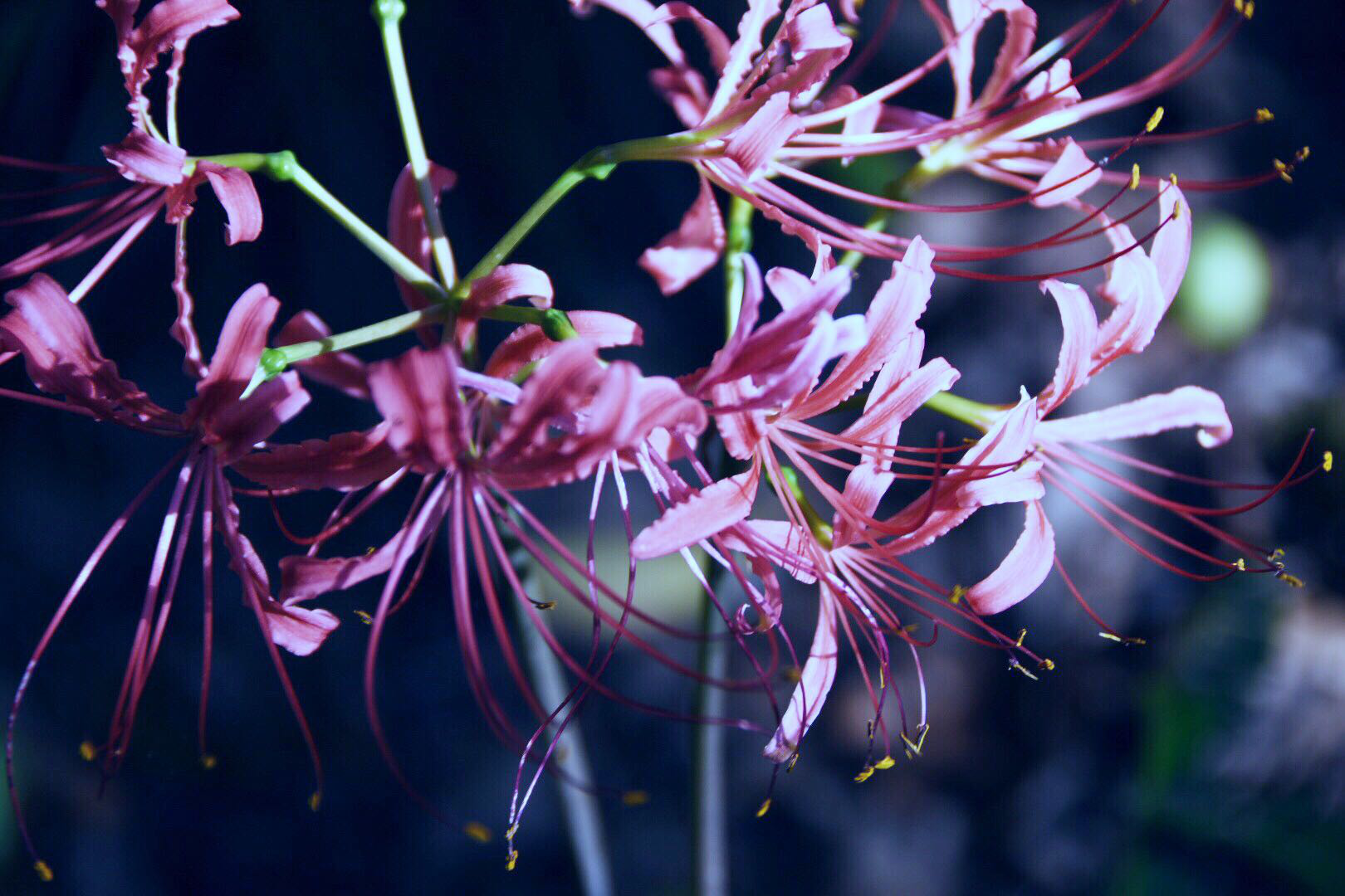 彼岸花开到荼蘼花事了