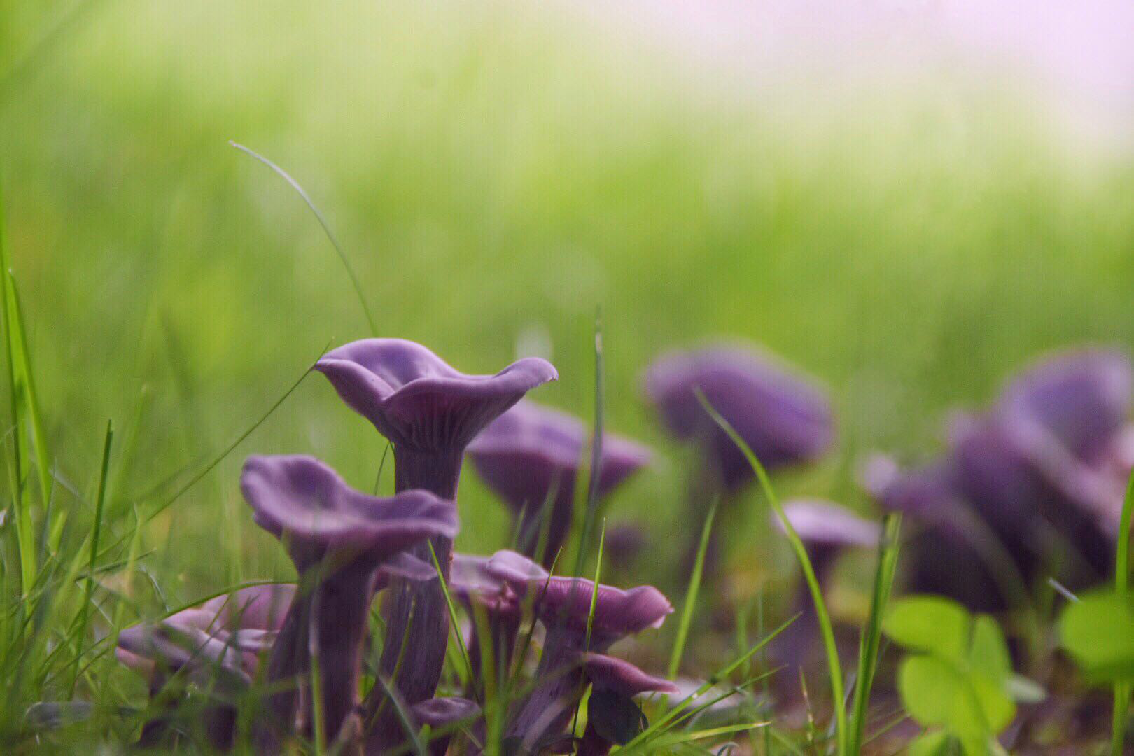 紫蘑菇,可食用的蘑菇,宁夏贺兰山紫蘑菇_大山谷图库
