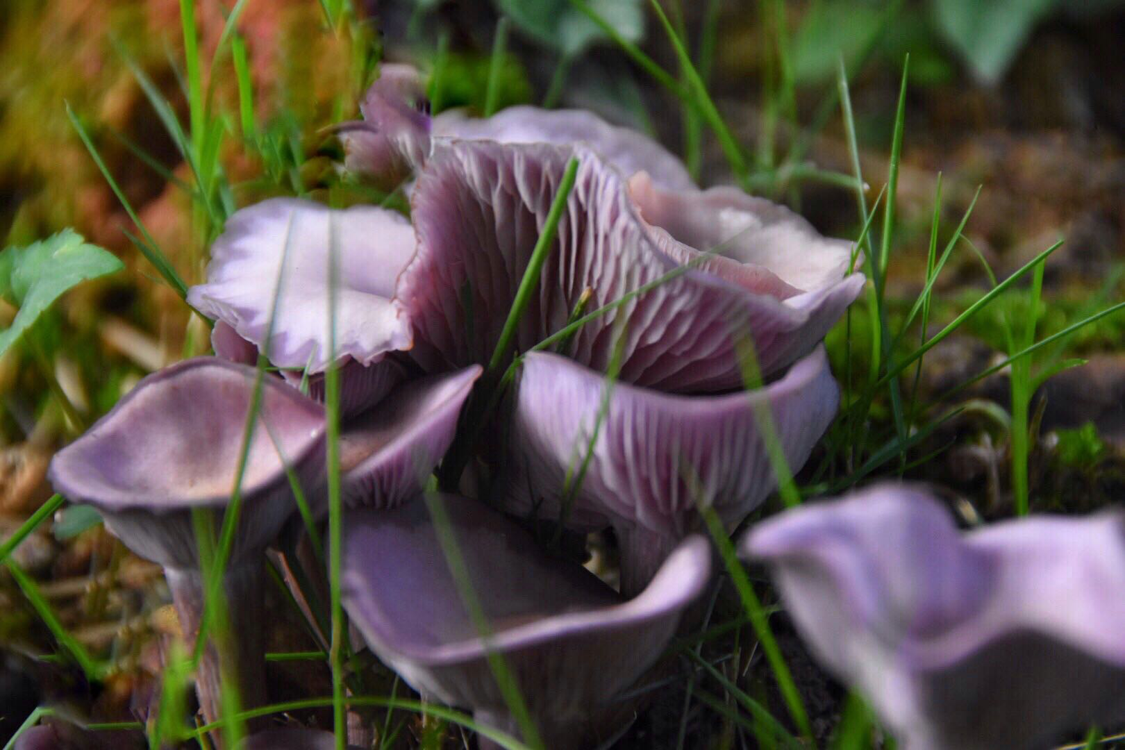 紫色的蘑菇很少见第一次见