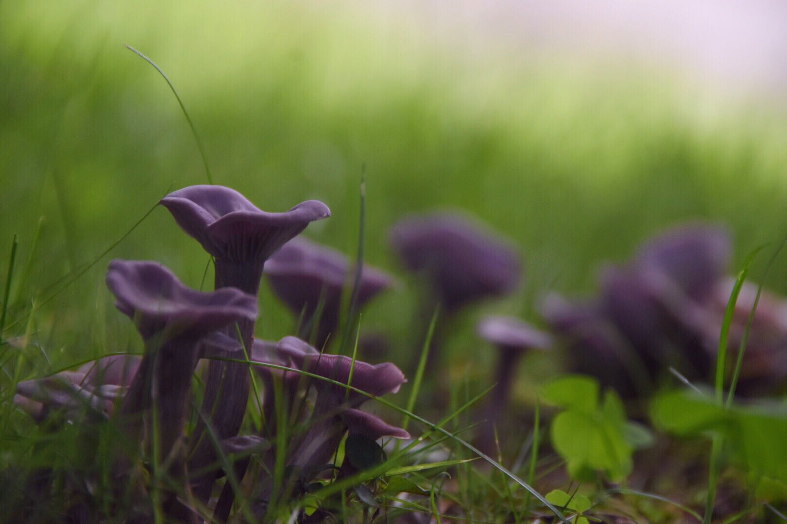 紫色的蘑菇很少见第一次见