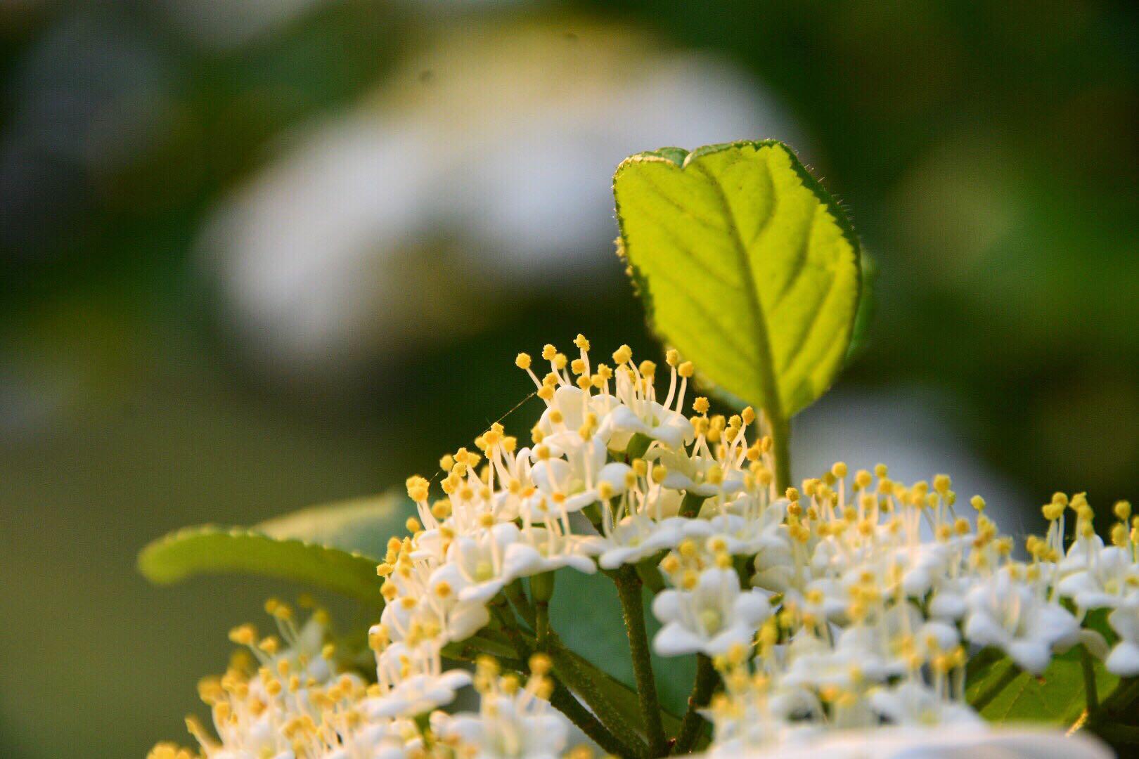 琼花千点真珠擎素蕊一环明月破香葩30图