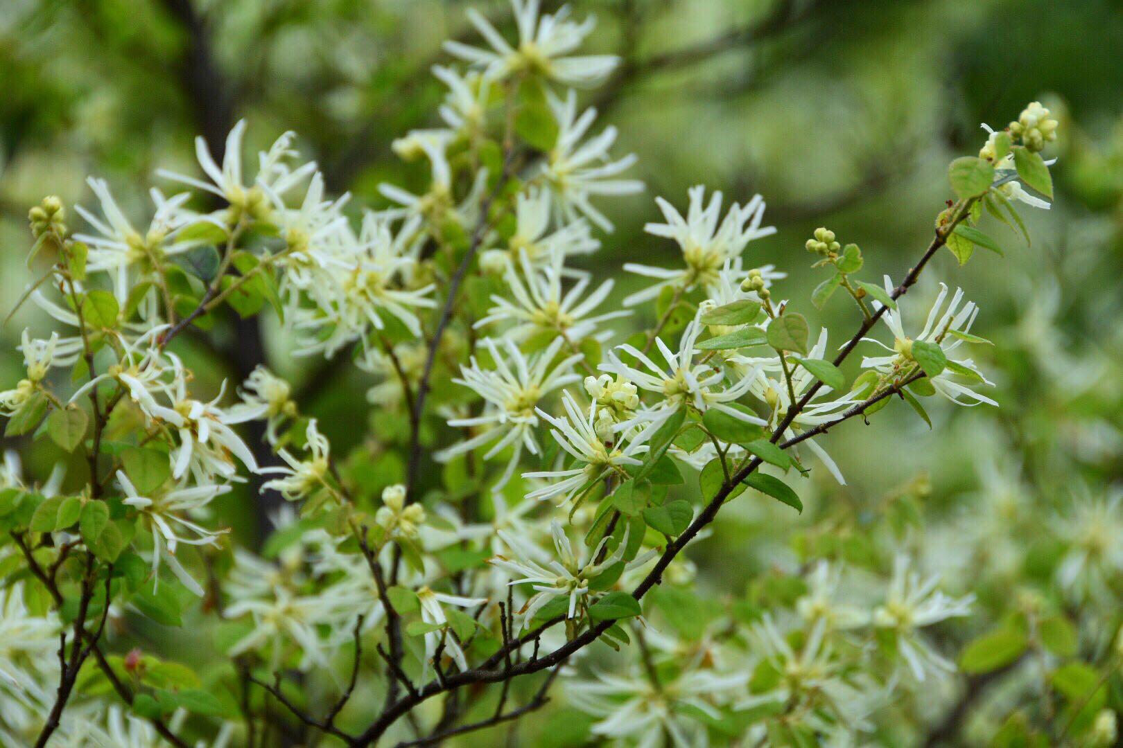 有去瘀生新功效的白花檵木((原创)|檵木|功效|原创_新浪新闻