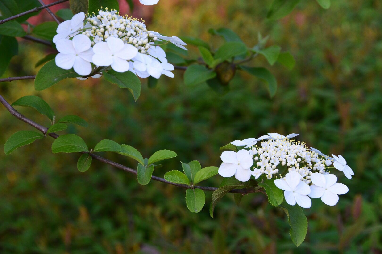 琼花千点真珠擎素蕊一环明月破香葩30图