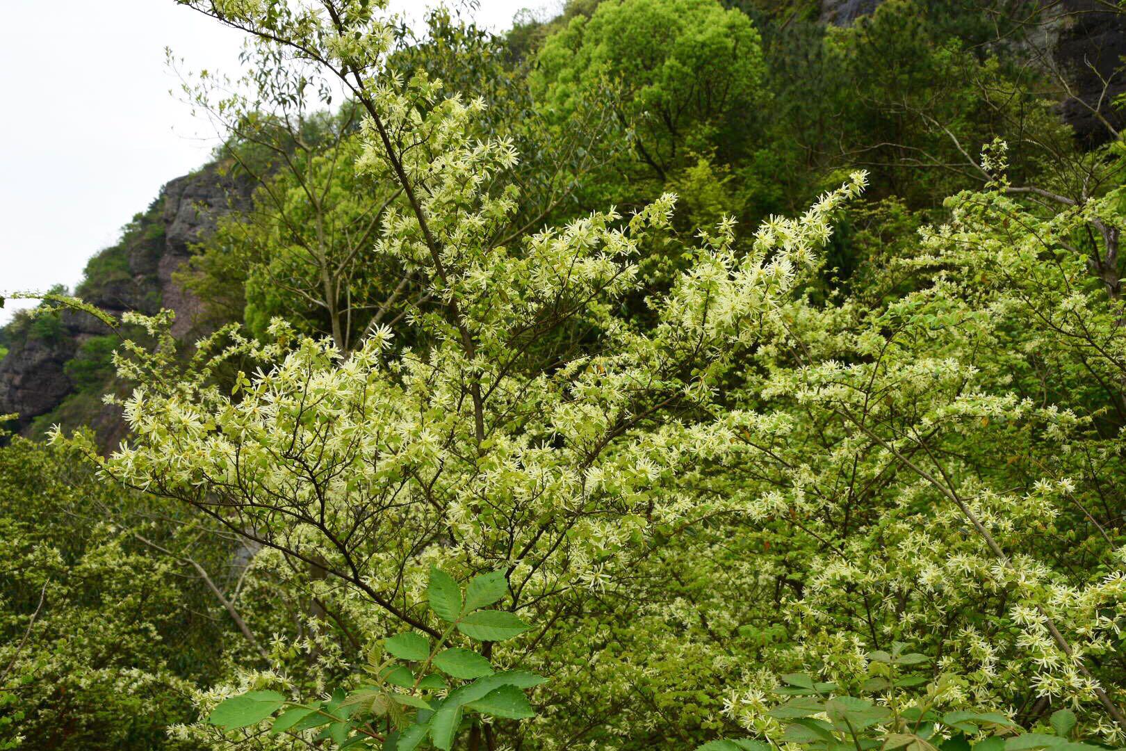 有去瘀生新功效的白花檵木原创